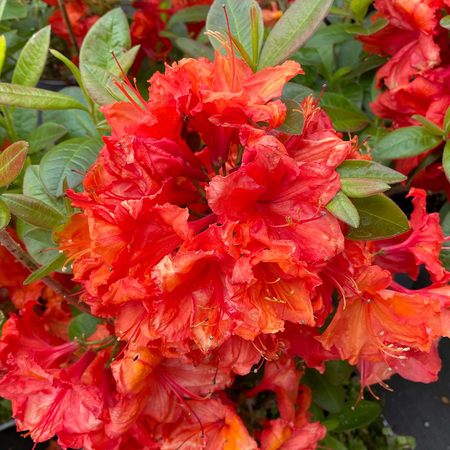 Duftazalee 'Gibraltar'