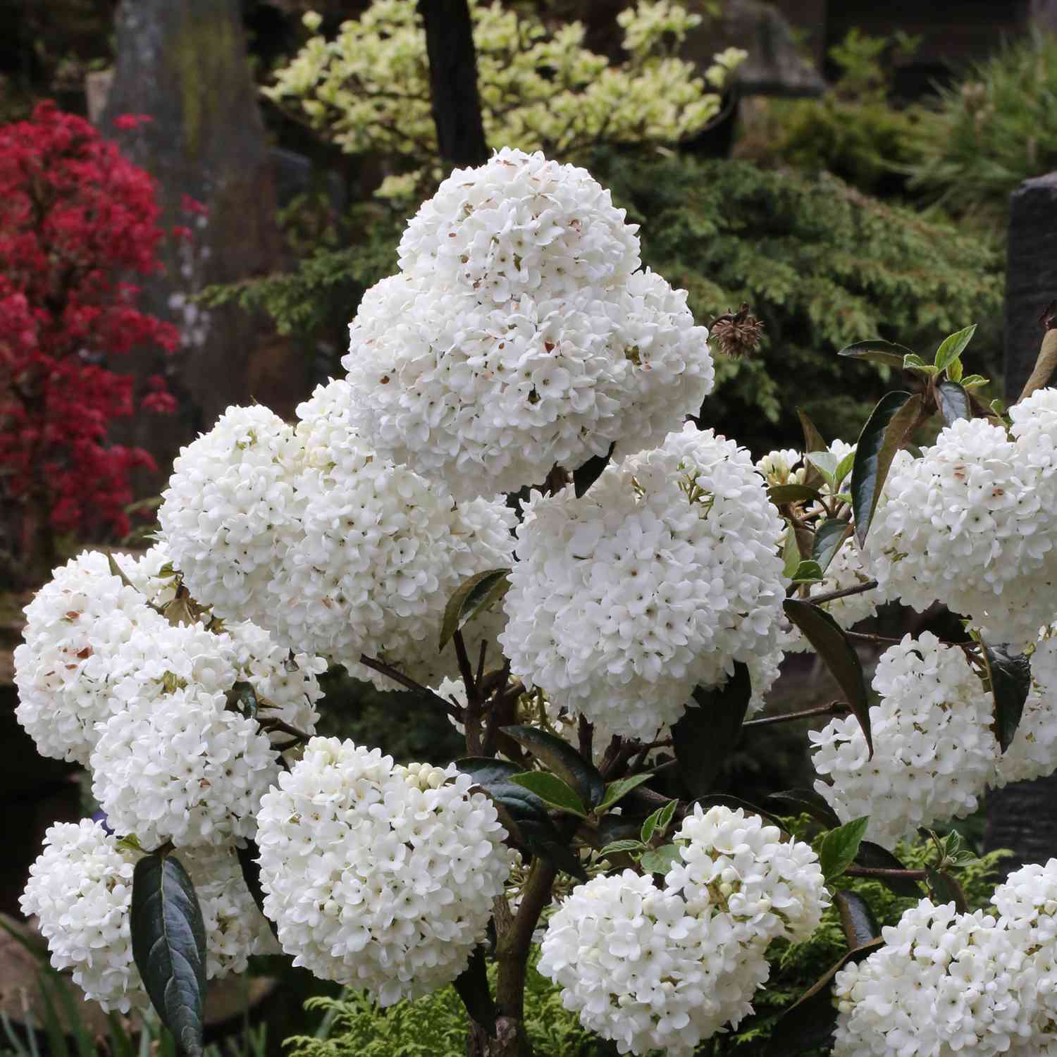Immergrüner Schneeball 'Eskimo' Immergrüner Schneeball 'Eskimo'