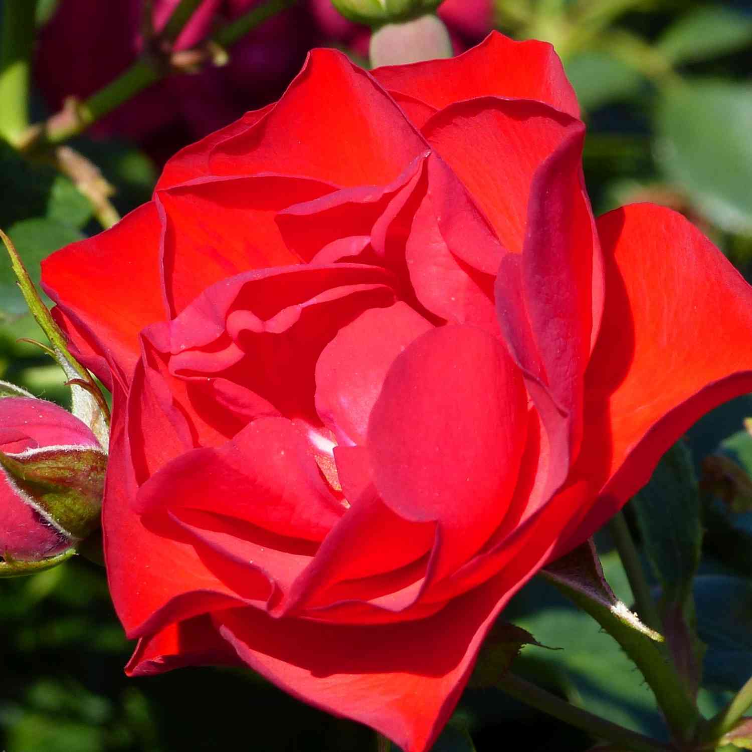 Beetrose 'Black Forest Rose®'