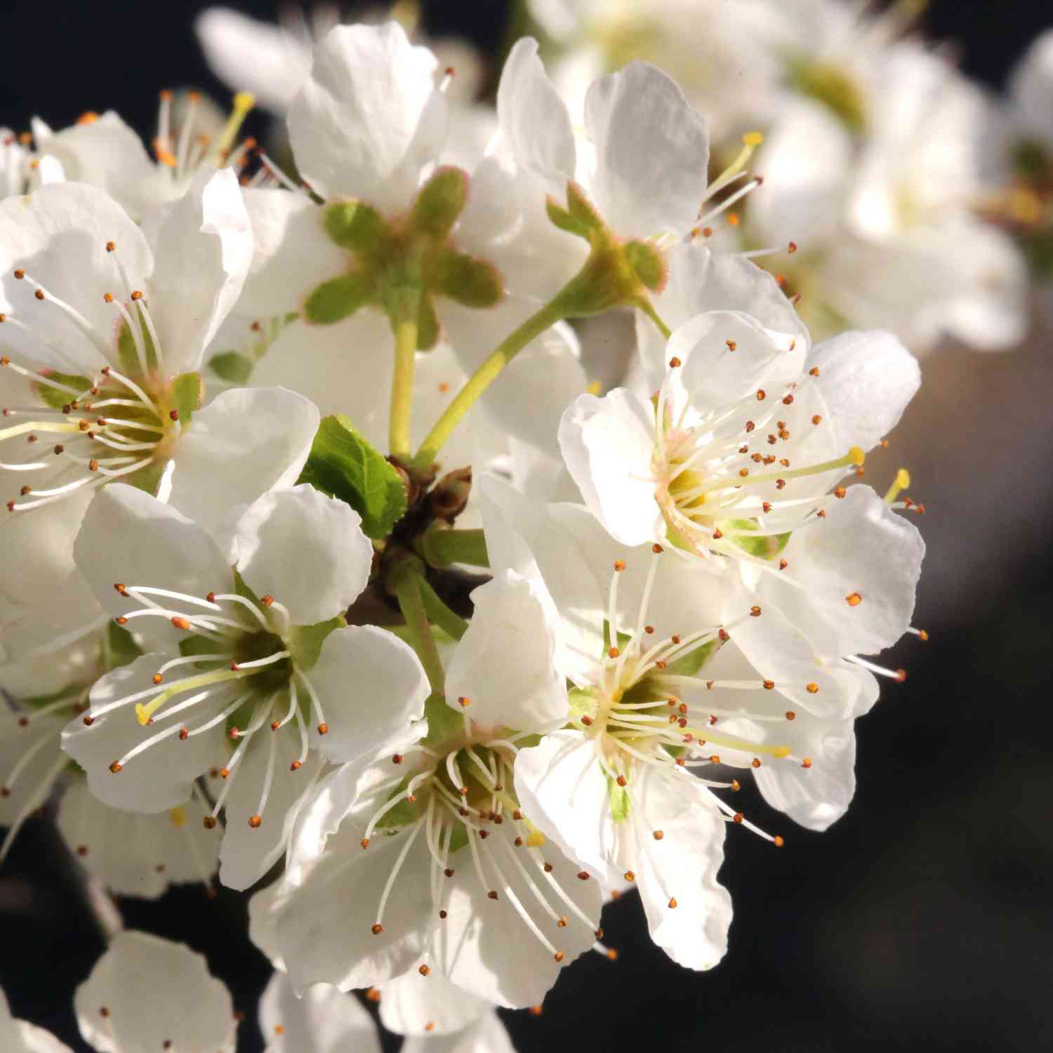 Pflaume 'Hanna®'
