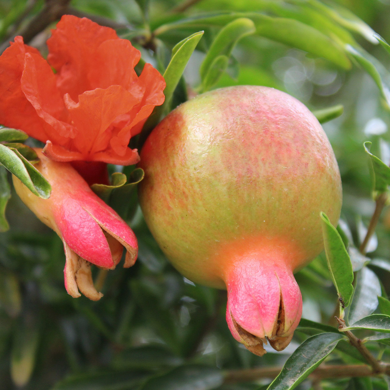 Granatapfel 'Favorite' Granatapfel 'Favorite'
