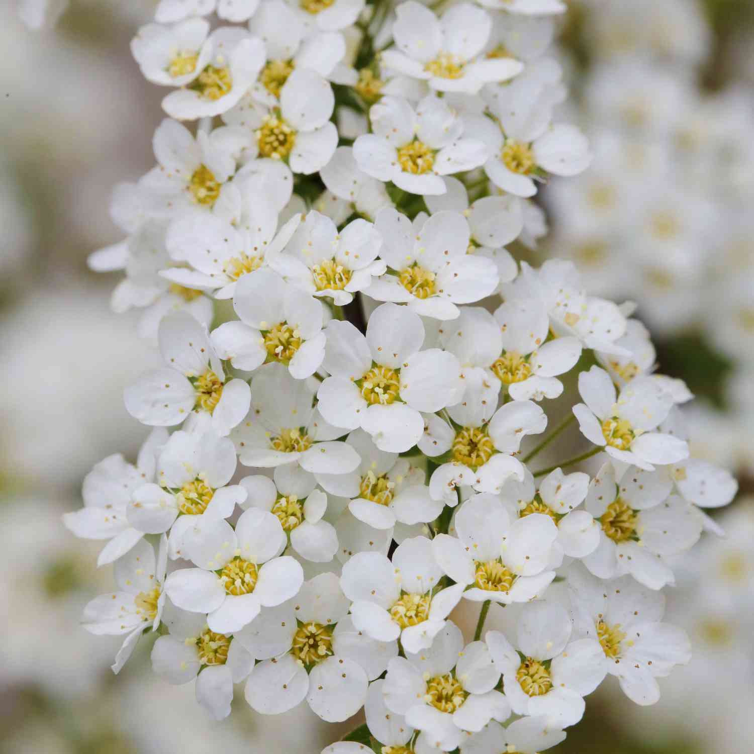 Weiße Rispenspiere 'Grefsheim'