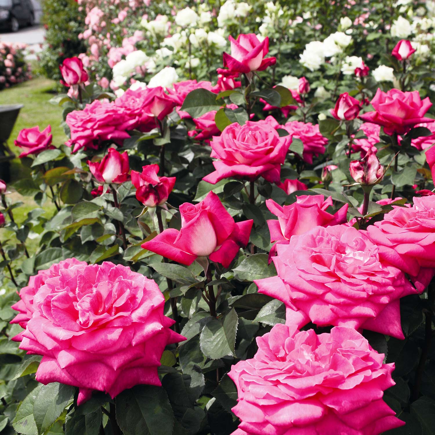 Edelrose 'Acapella®', 5 Liter Lieferform: Im 5 Liter Topf