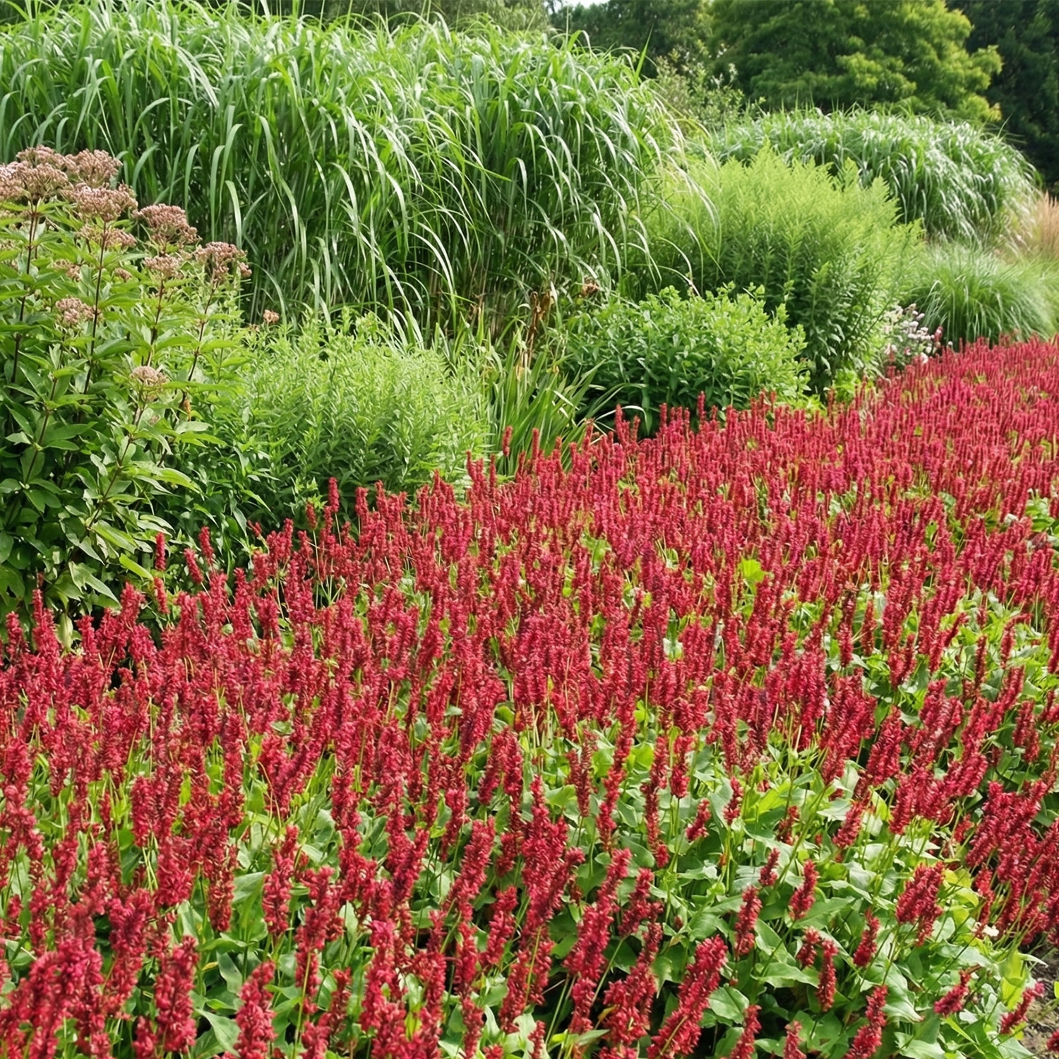 Kategorie <b>Stauden </b> - Kerzen-Knöterich 'J. S. Caliente' Lieferform: Im 0,5 Liter Topf - Bistorta amplexicaulis 'JS Caliente'