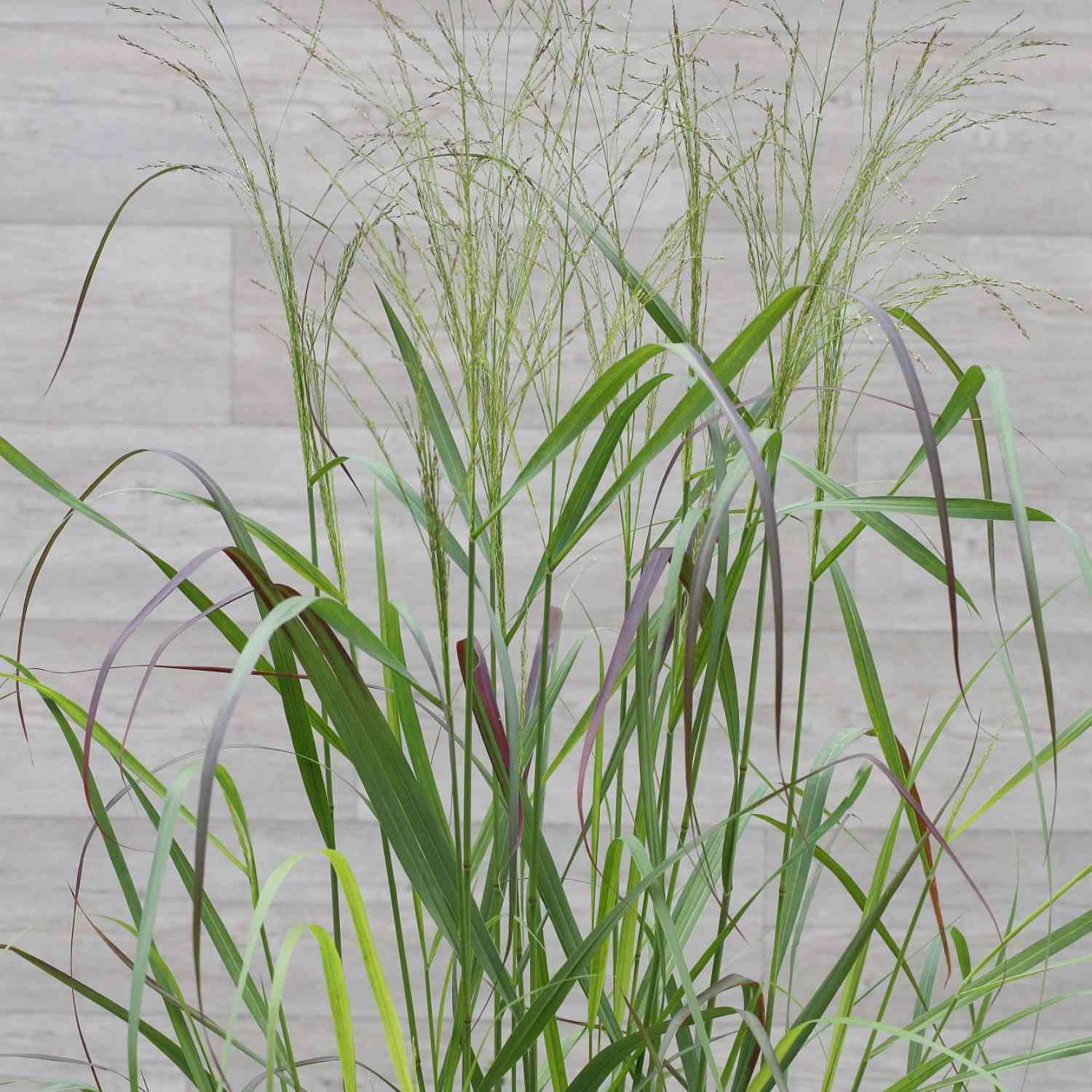 Garten-Ruten-Hirse 'Squaw'