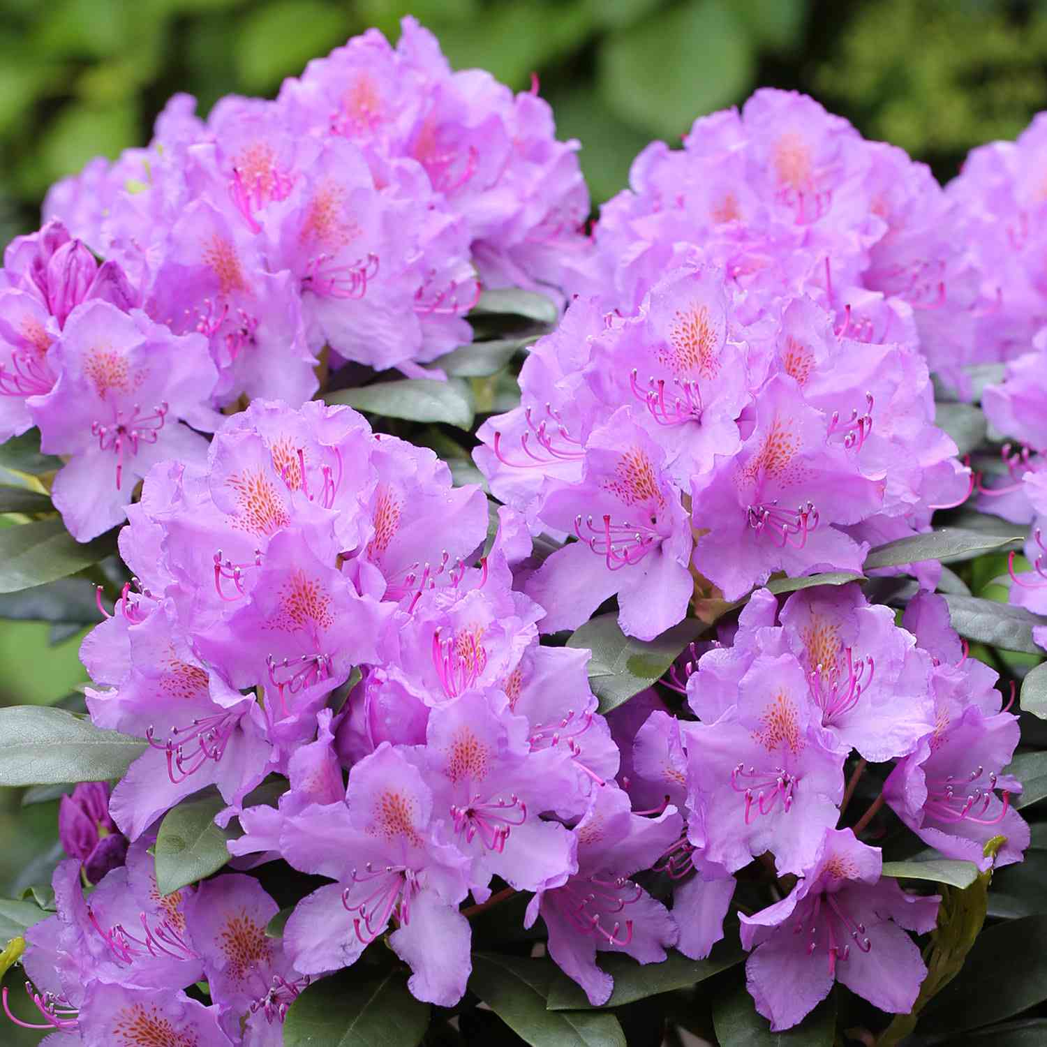 Rhododendron 'Catawbiense Grandiflora'