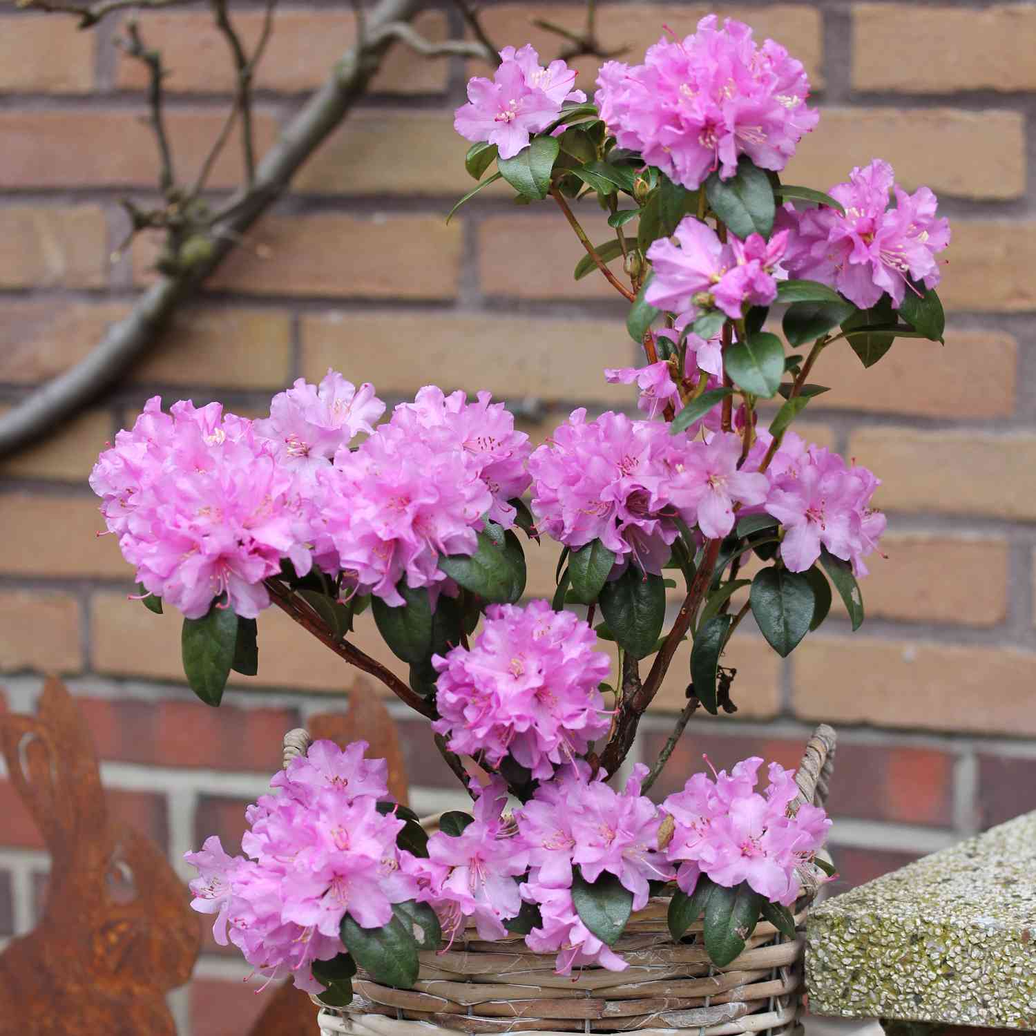Zwerg-Rhododendron 'Praecox'