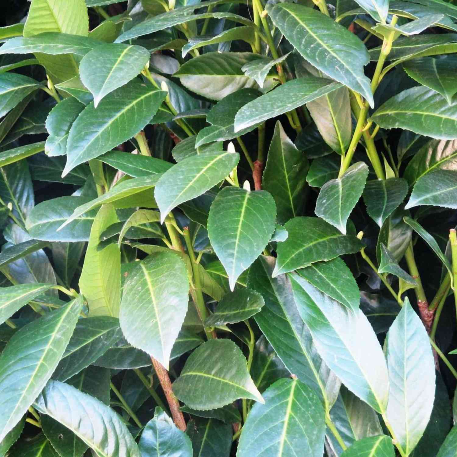 Kirschlorbeer 'Caucasica'