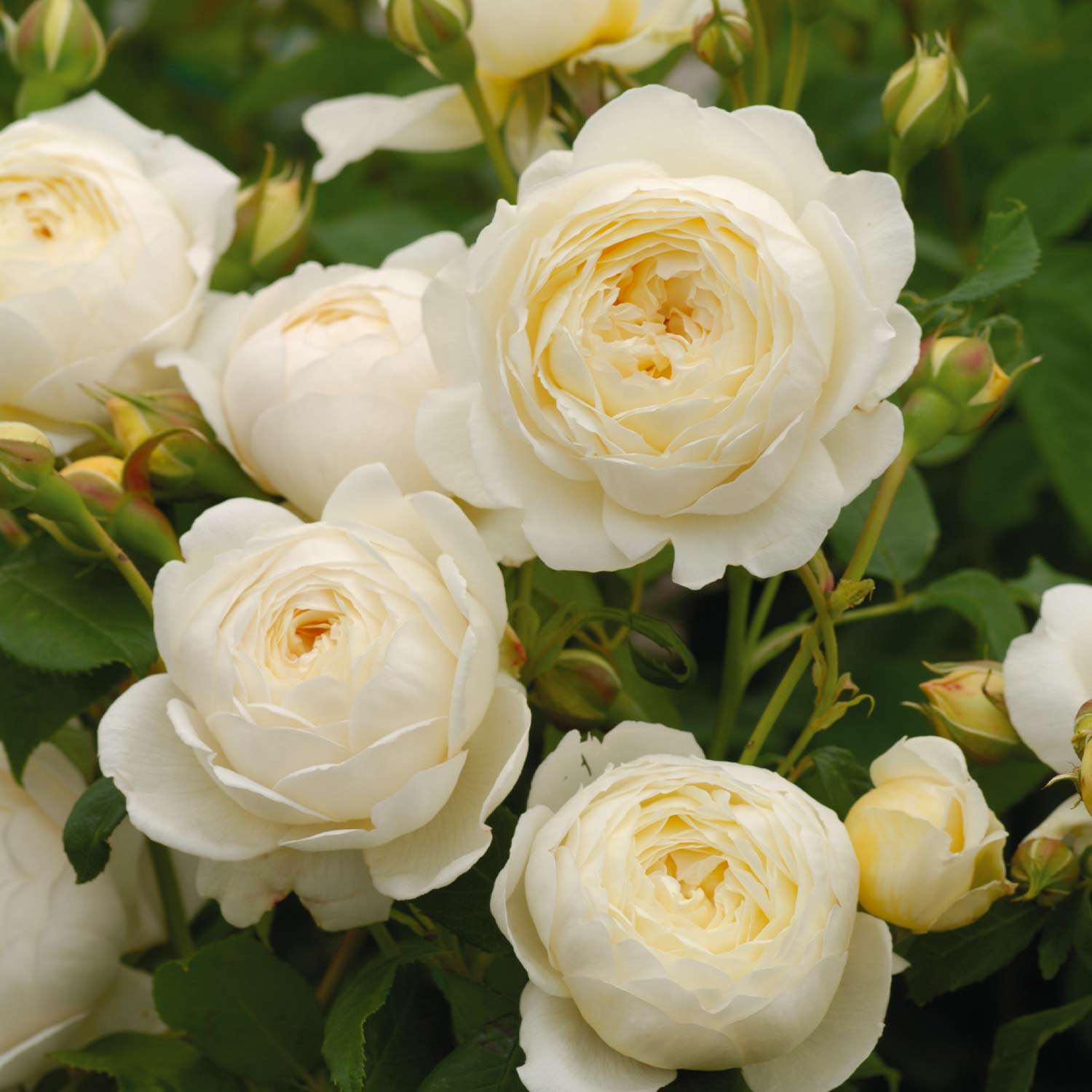 David Austin-Rose 'Claire Austin®' 6 Liter Container Lieferform: Im 6 Liter Topf