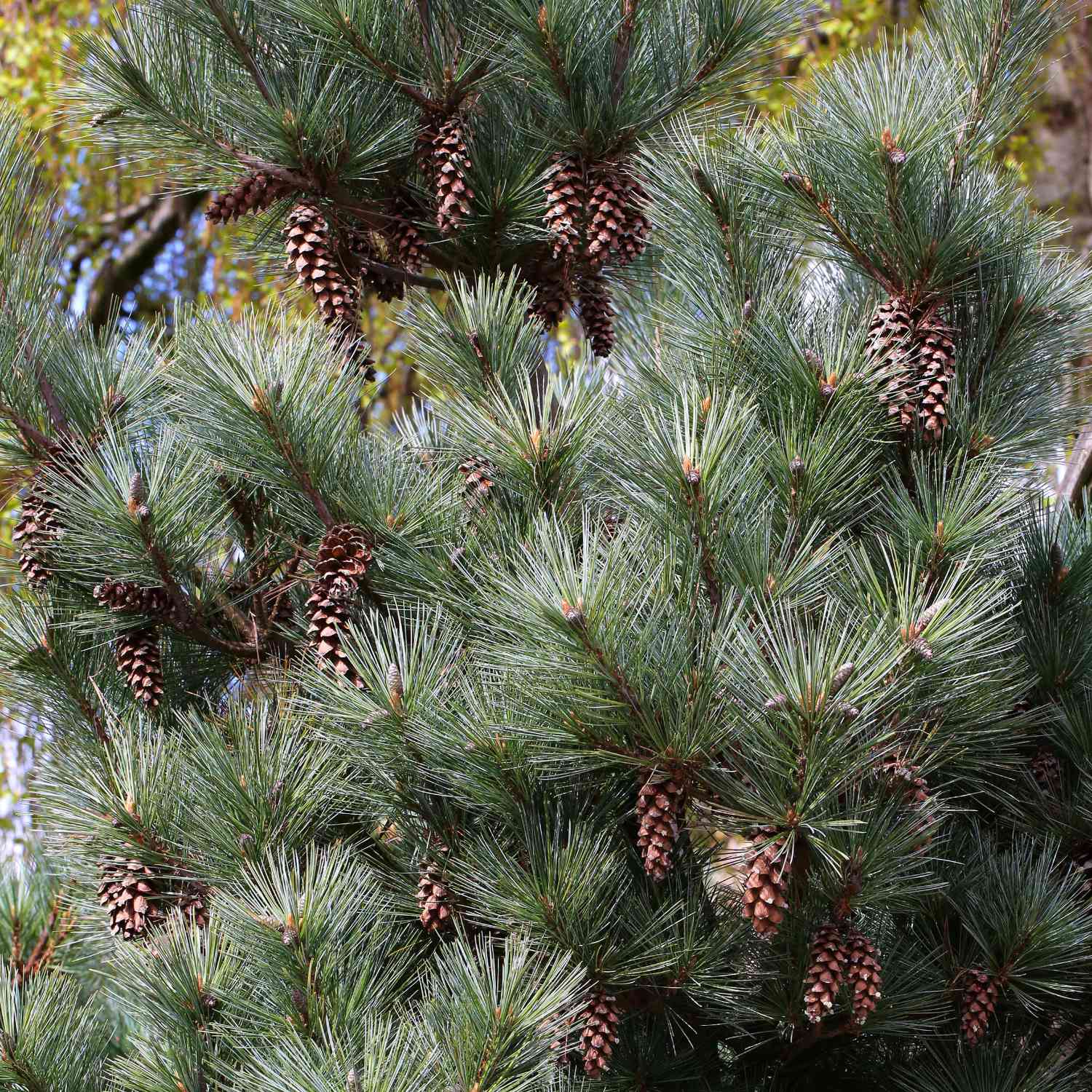 Nadelbäume u. Koniferen - Blaue Mädchenkiefer Liefergröße: 25-30cm - Pinus parviflora 'Glauca'