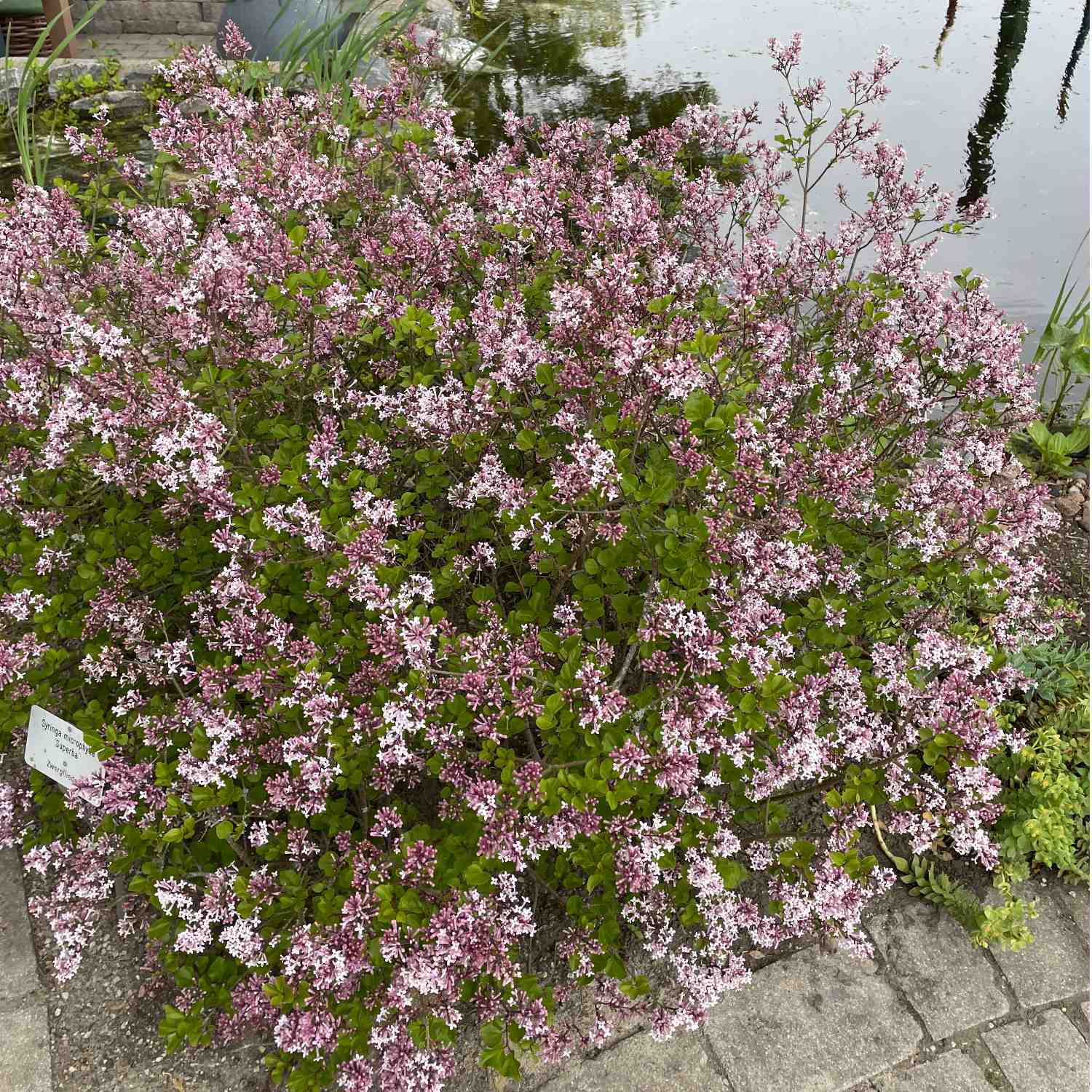 Herbstflieder 'Superba' Herbstflieder 'Superba'