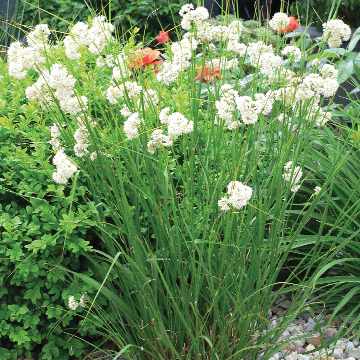 Schnee-Marbel 'Lucius' Lieferform: Im 9 cm Topf