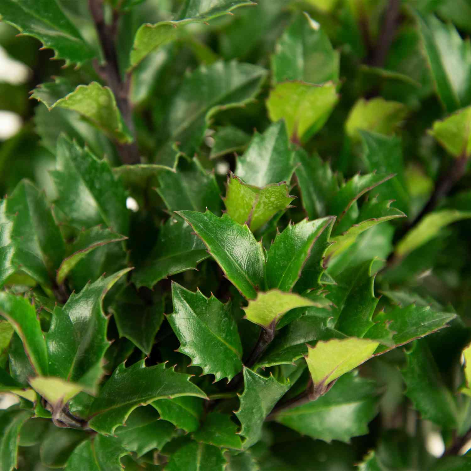 Stechpalme - Ilex 'Heckenstar'