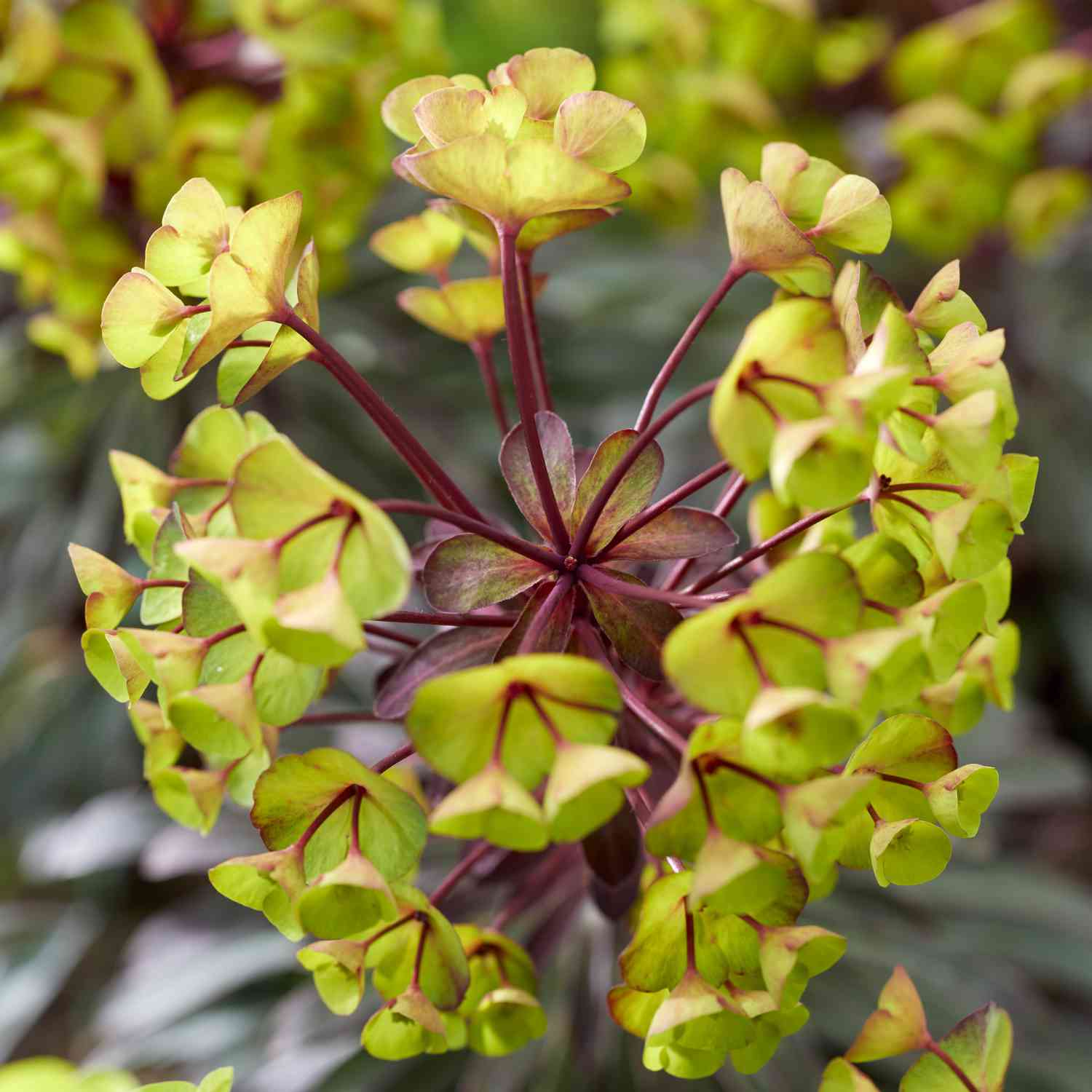 Wolfsmilch 'Miners Merlot' Wolfsmilch 'Miners Merlot'