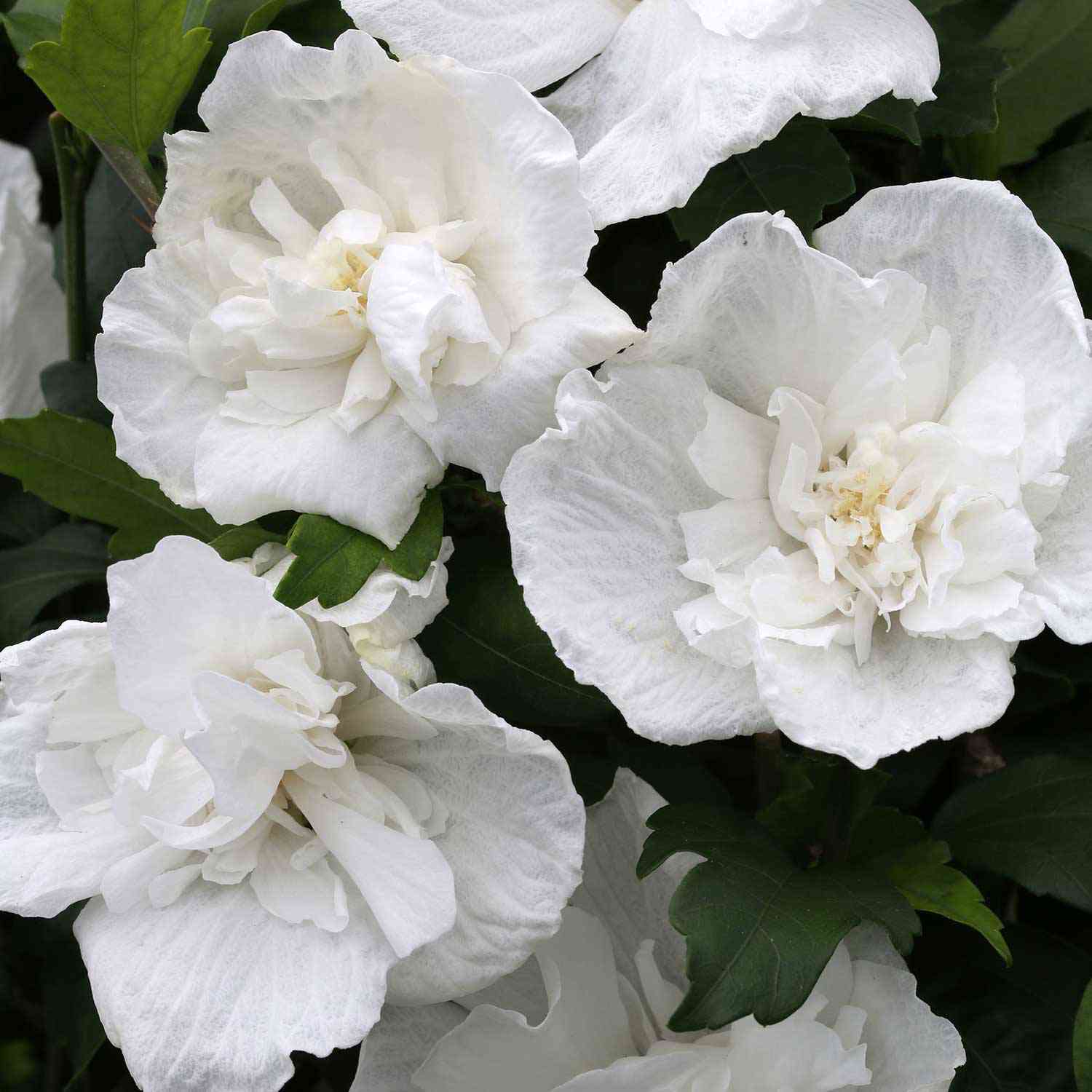 Garteneibisch 'Diana'