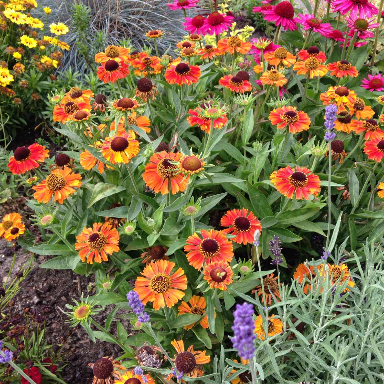 Sonnenbraut 'Short'n Sassy' Sonnenbraut 'Short'n Sassy'