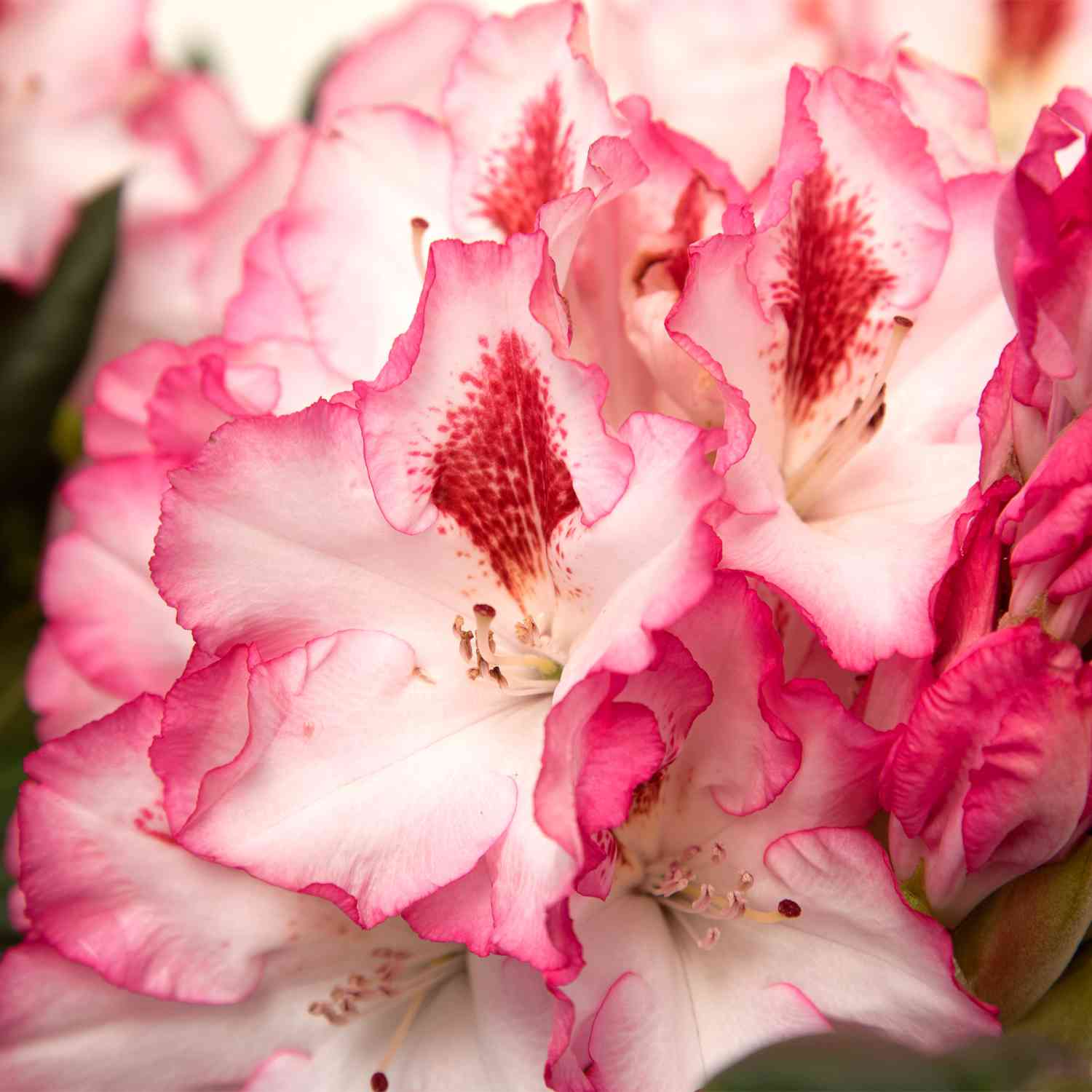 Rhododendron 'Hachmanns Charmant®'