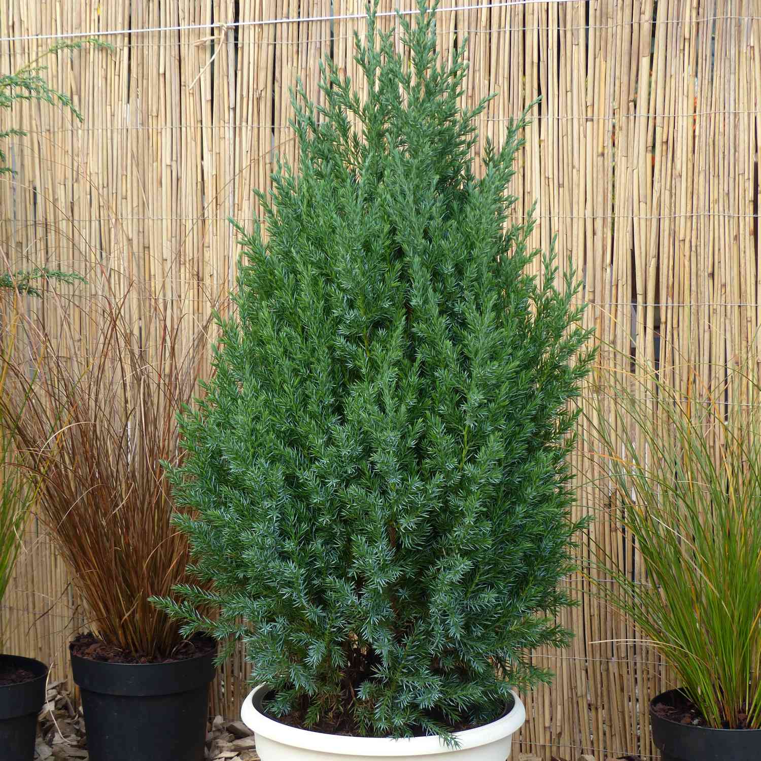 Blauer Kegelwacholder 'Stricta'