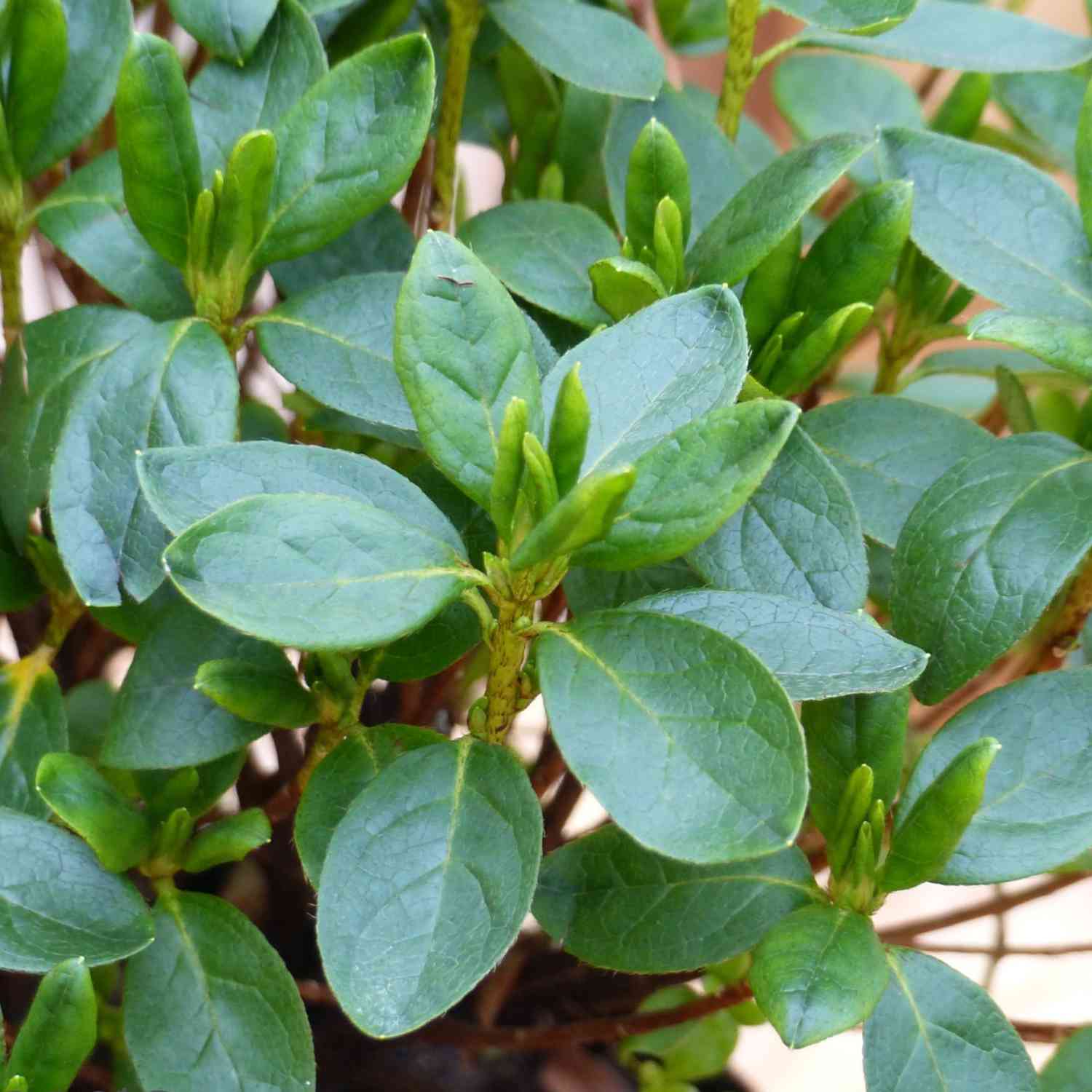 Japanische Azalee 'Maischnee'