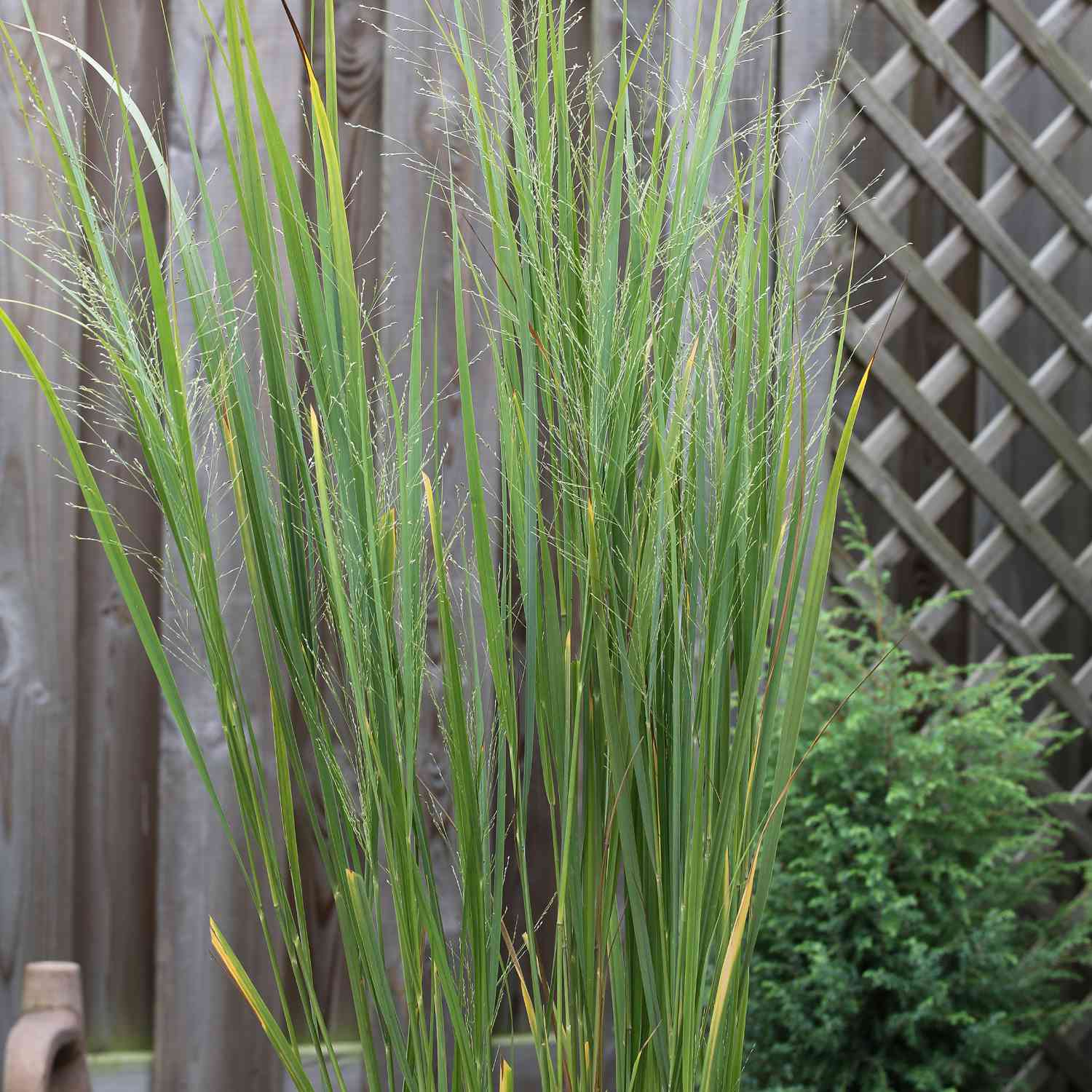 Rutenhirse 'Northwind'