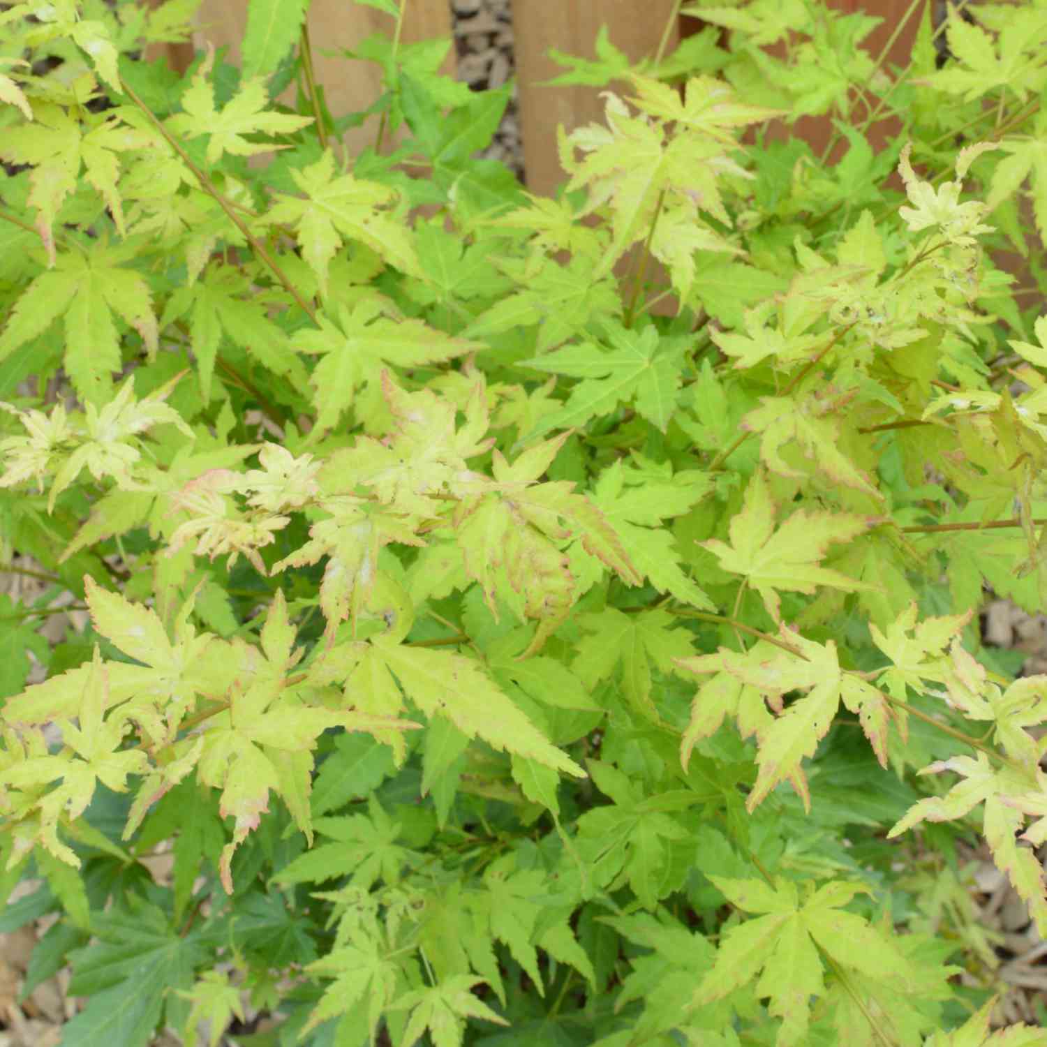 Goldahorn 'Orange Dream'
