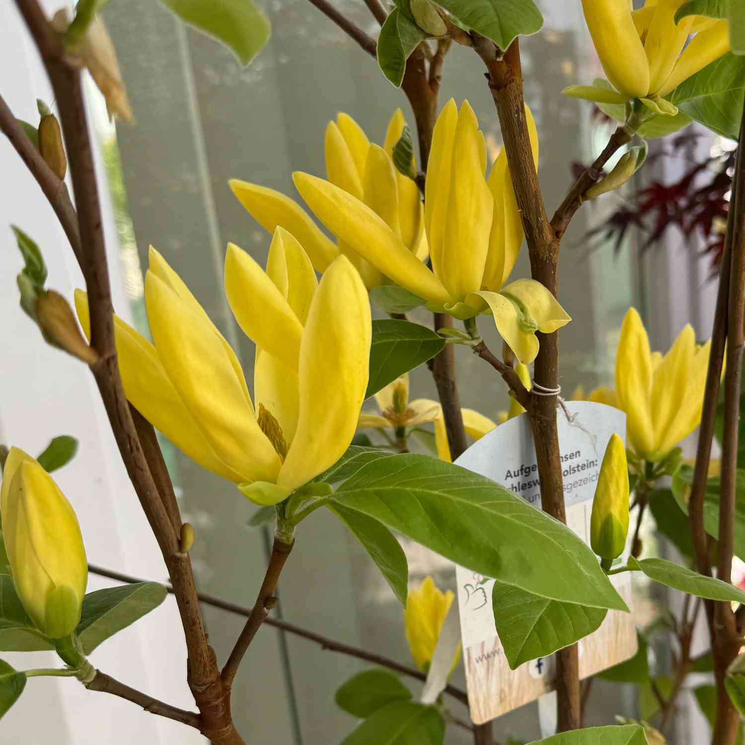 Magnolie 'Daphne' Magnolie 'Daphne'