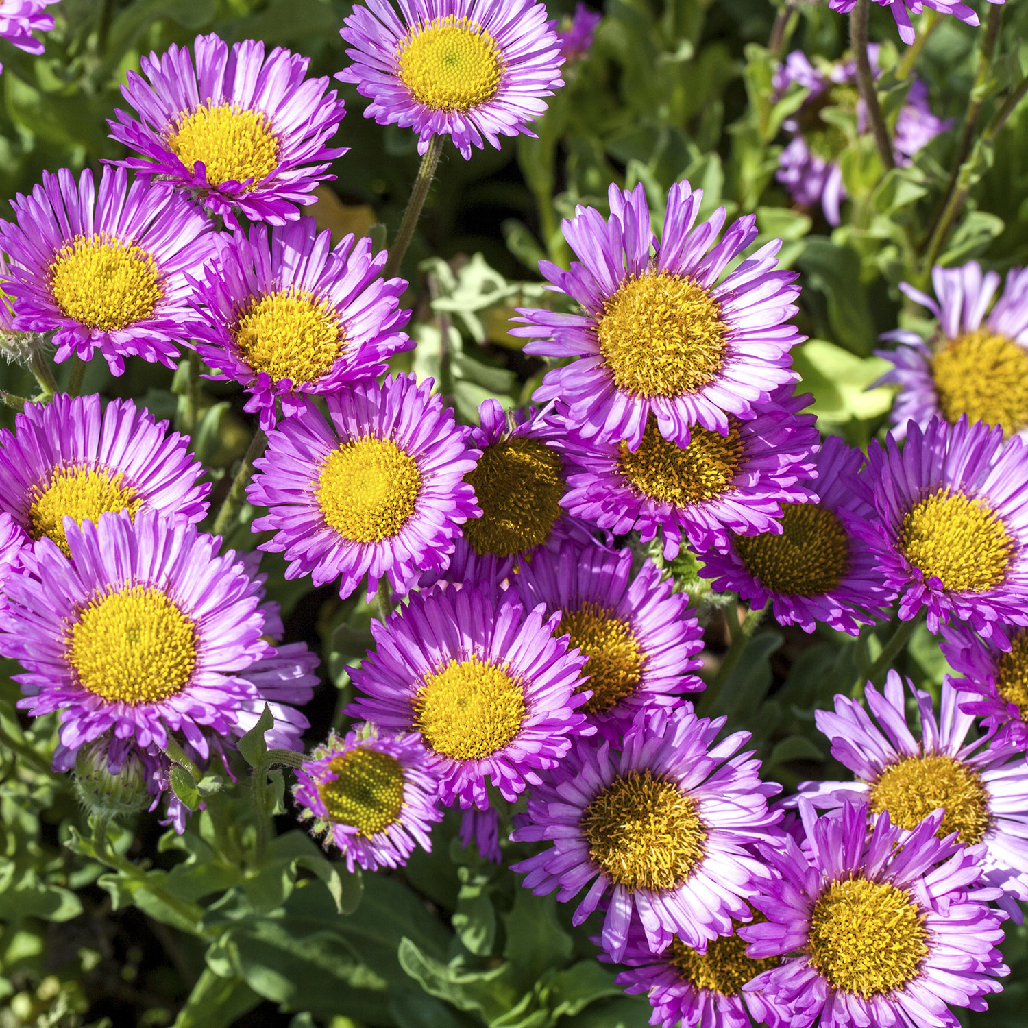 Feinstrahlaster Lieferform: Im 9 cm Topf