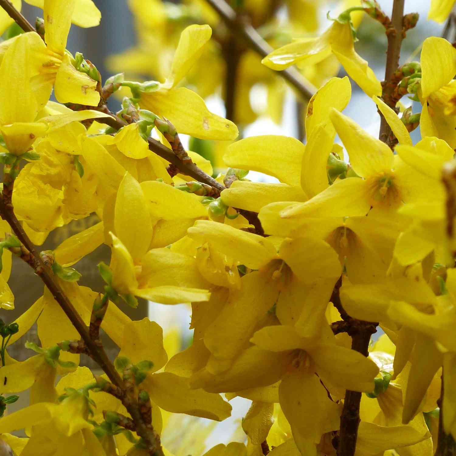 Goldglöckchen / Forsythie 'Weekend'
