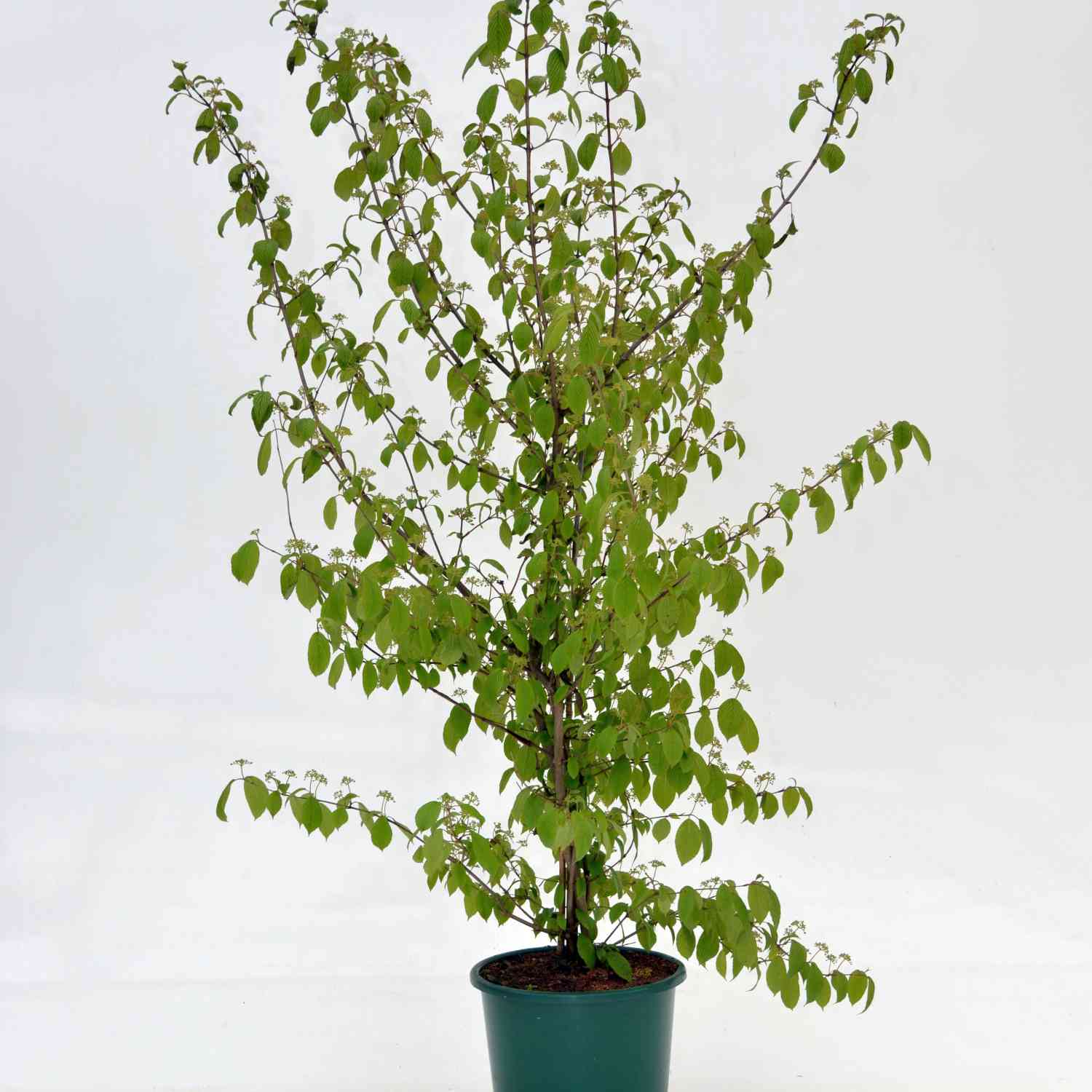 Pyramiden-Schneeball 'Kilimandjaro' Pyramiden-Schneeball 'Kilimandjaro'