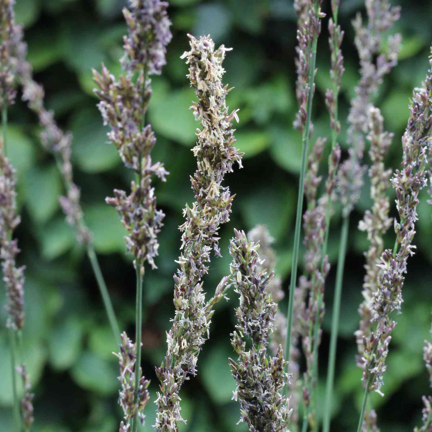Kleines Pfeifengras 'Moorhexe'
