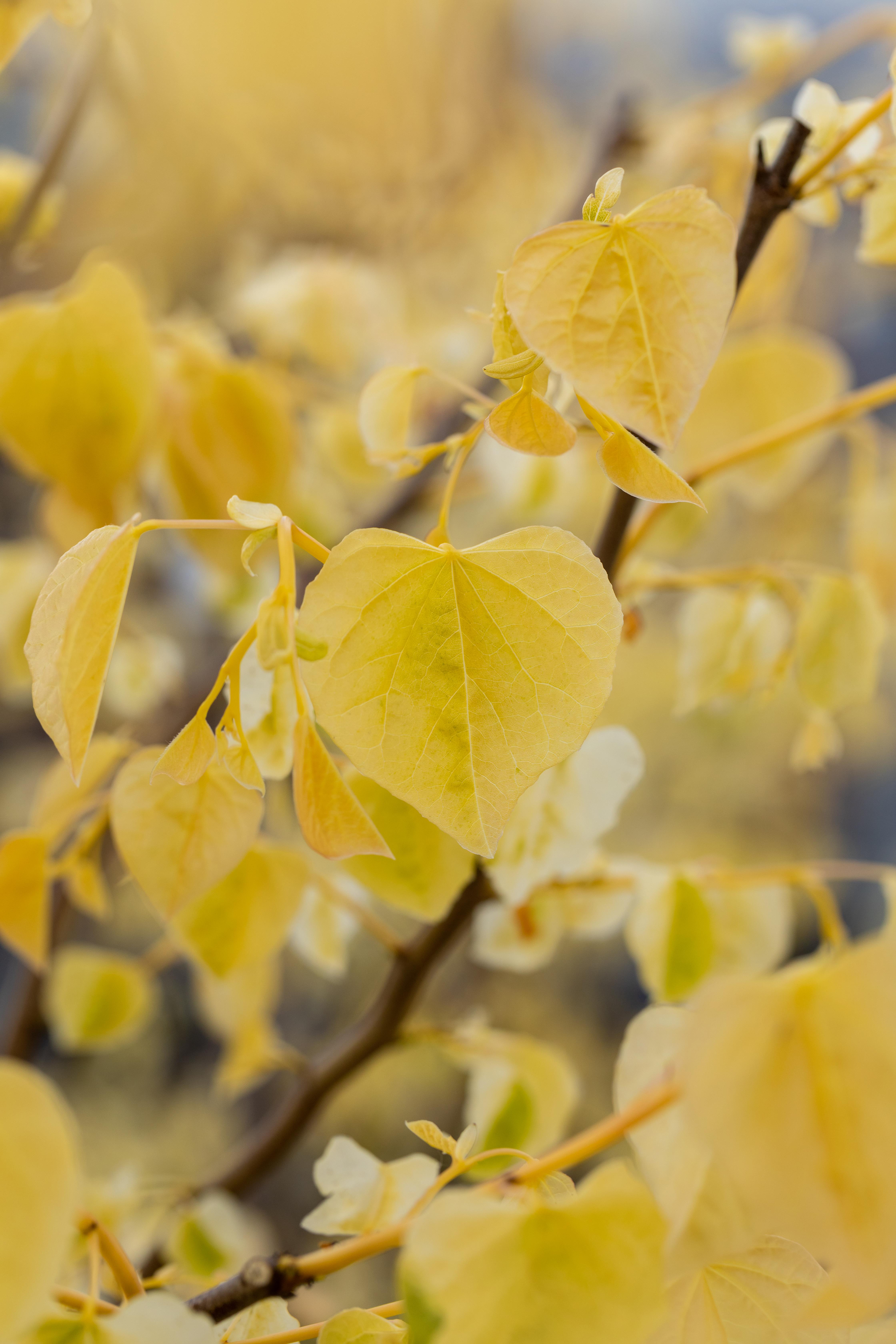 Kategorie <b>Produkt ohne Kategoriezuordnung </b> - Kanadischer Judasbaum 'Rising Sun' Liefergröße: 40 - 60 cm - Cercis canadensis 'Rising Sun'