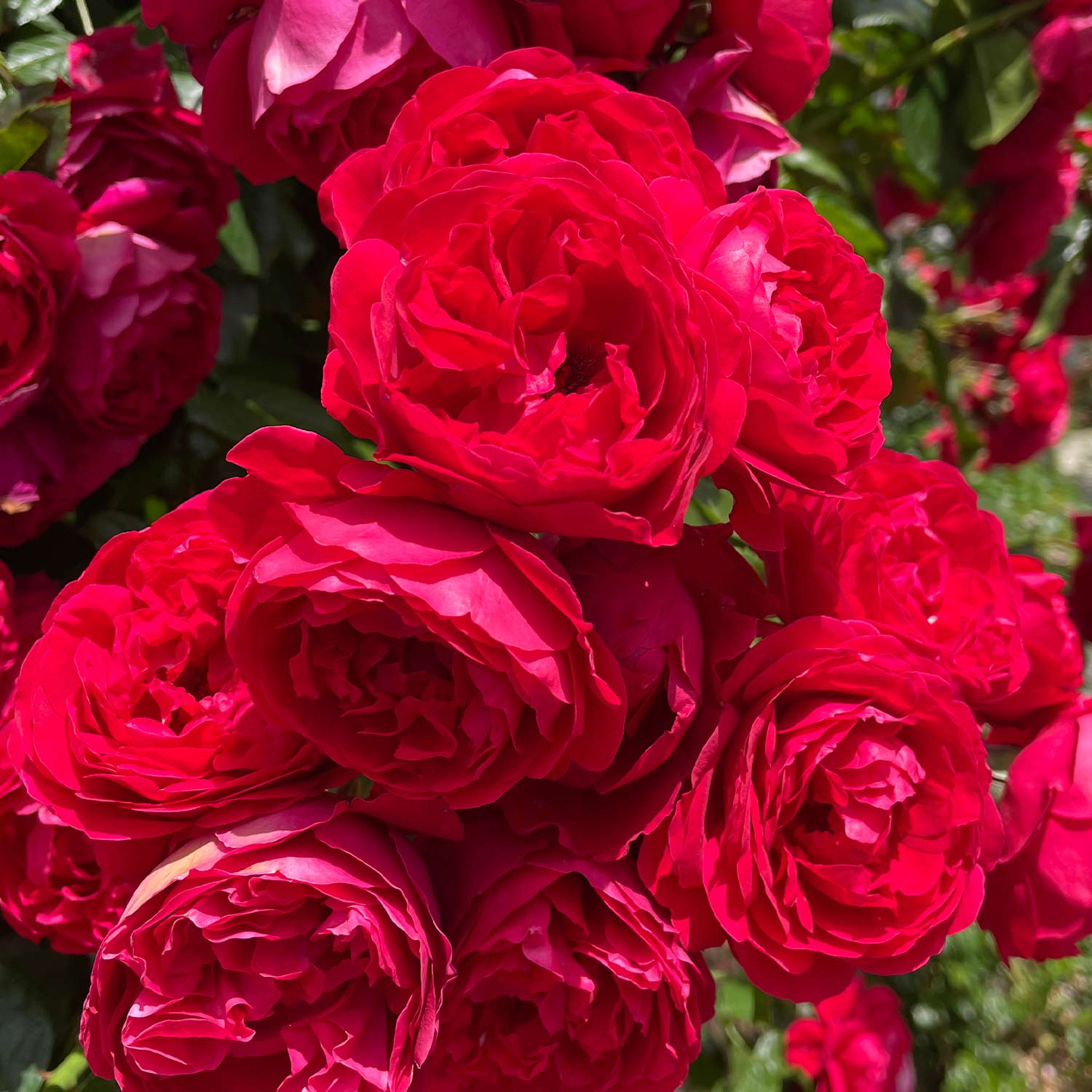 Edelrose 'Störtebeker', 5 Liter, A-Qualität, 3 starke Triebe Liefergröße: drei starke Triebe