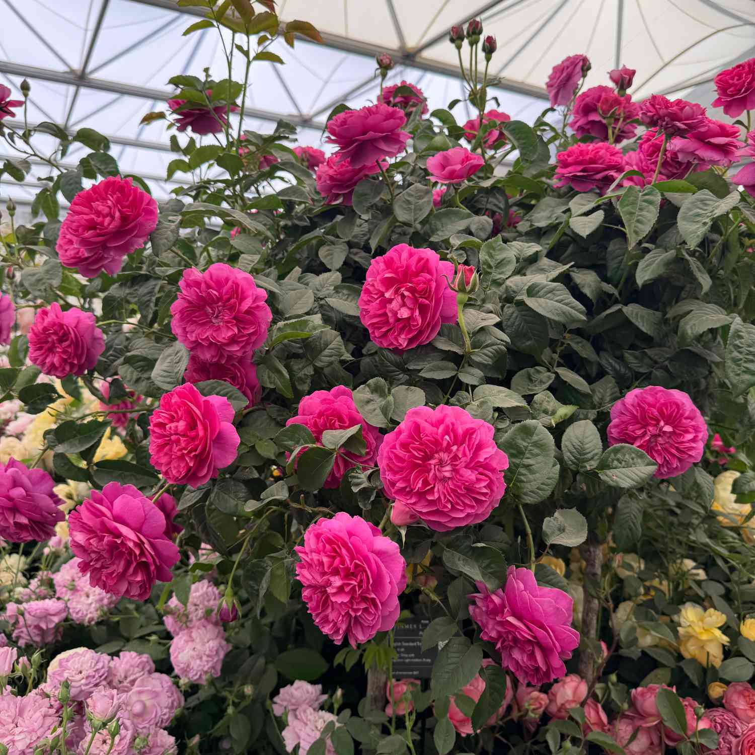 David Austin Rose 'Princess Anne®' - AGM-Rose