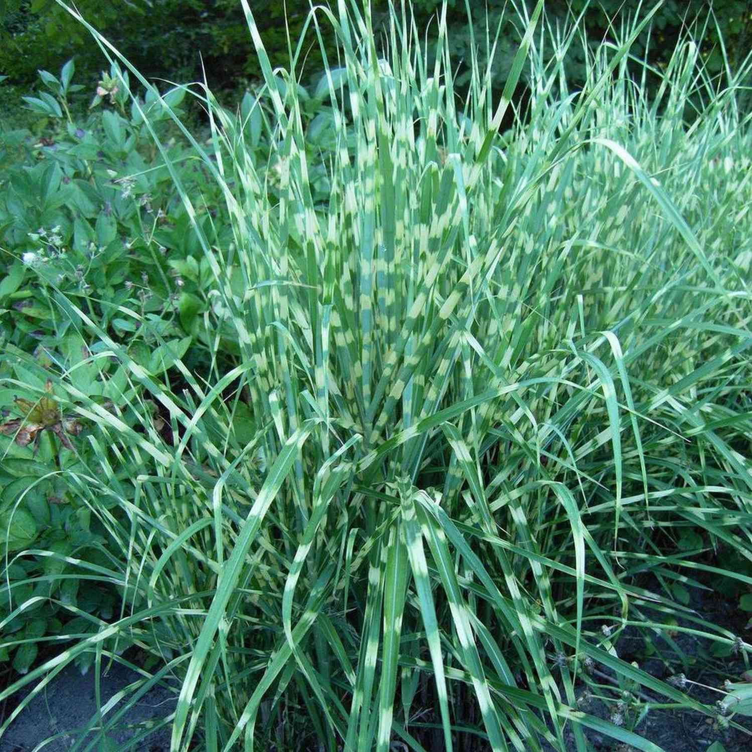 Chinaschilf 'Gold Bar' Chinaschilf 'Gold Bar'