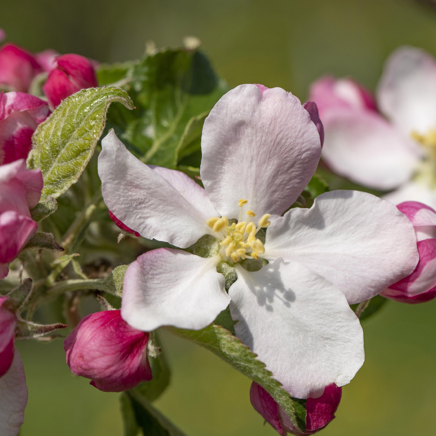 Apfel 'Elstar®'