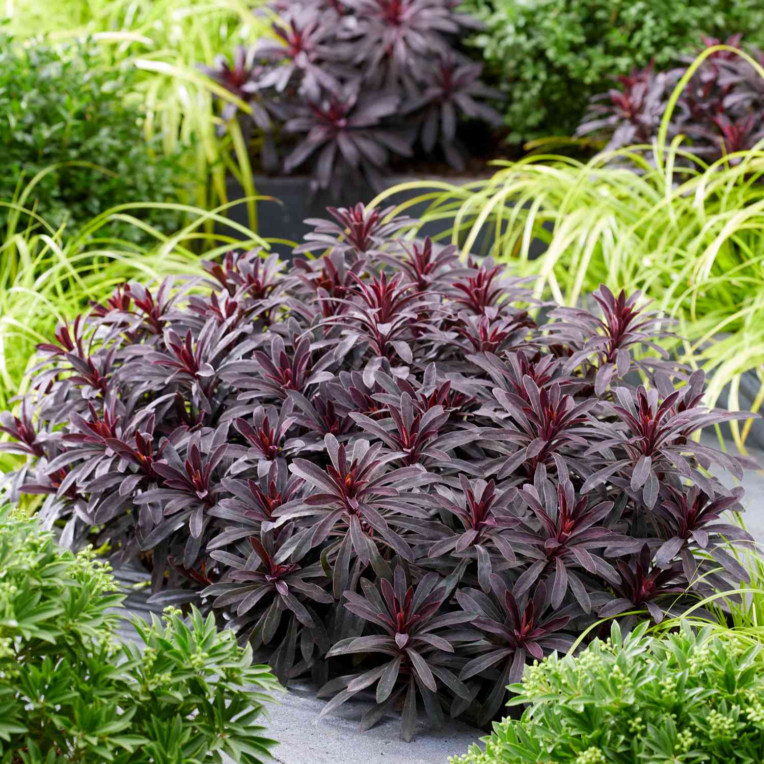 Wolfsmilch 'Miners Merlot' Wolfsmilch 'Miners Merlot'