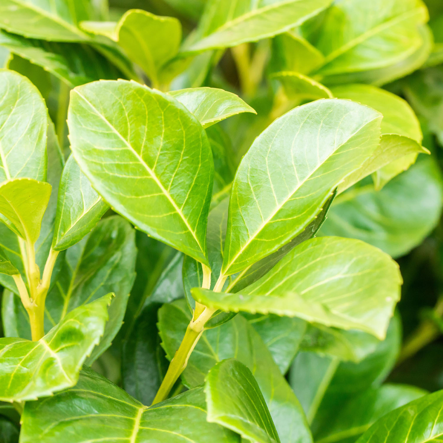 Kirschlorbeer 'Etna' Kirschlorbeer 'Etna'