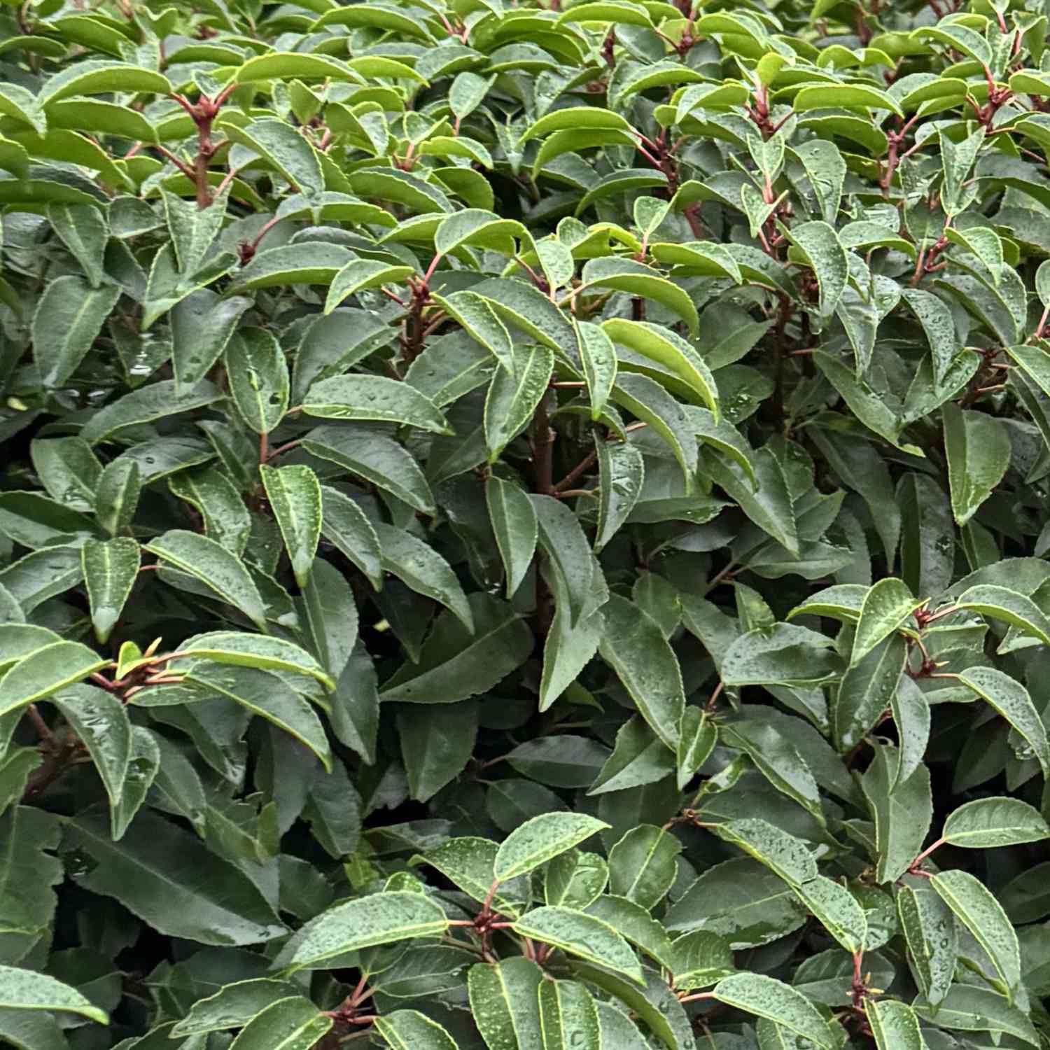 Portugiesische Lorbeerkirsche 'Myrtifolia' Portugiesische Lorbeerkirsche 'Myrtifolia'