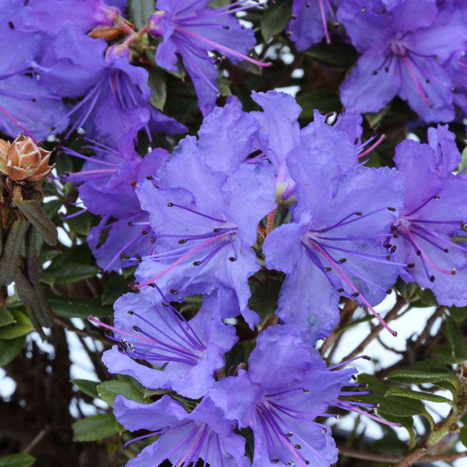 Kleinblättriger Rhododendron 'Saint Merryn' Kleinblättriger Rhododendron 'Saint Merryn'