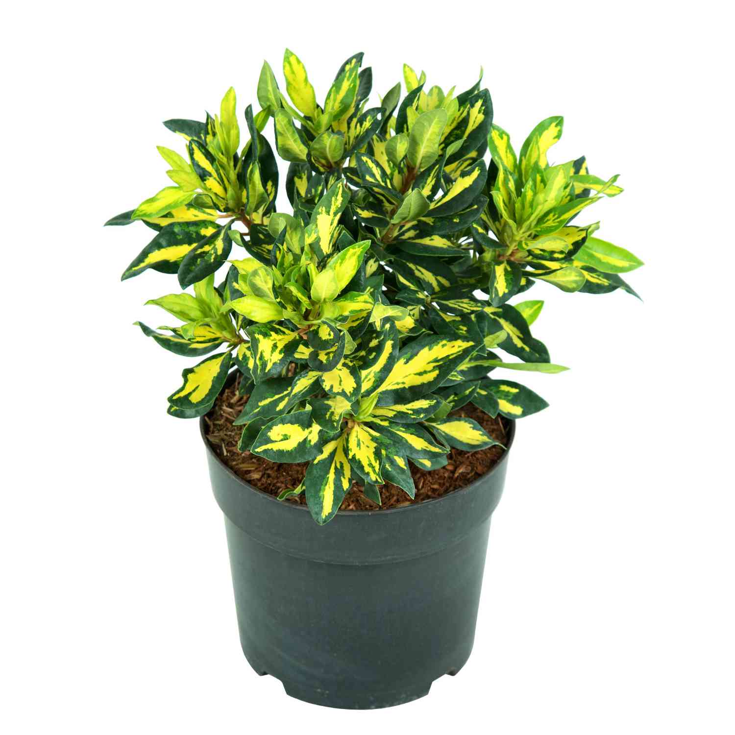 Rhododendron 'Blattgold'