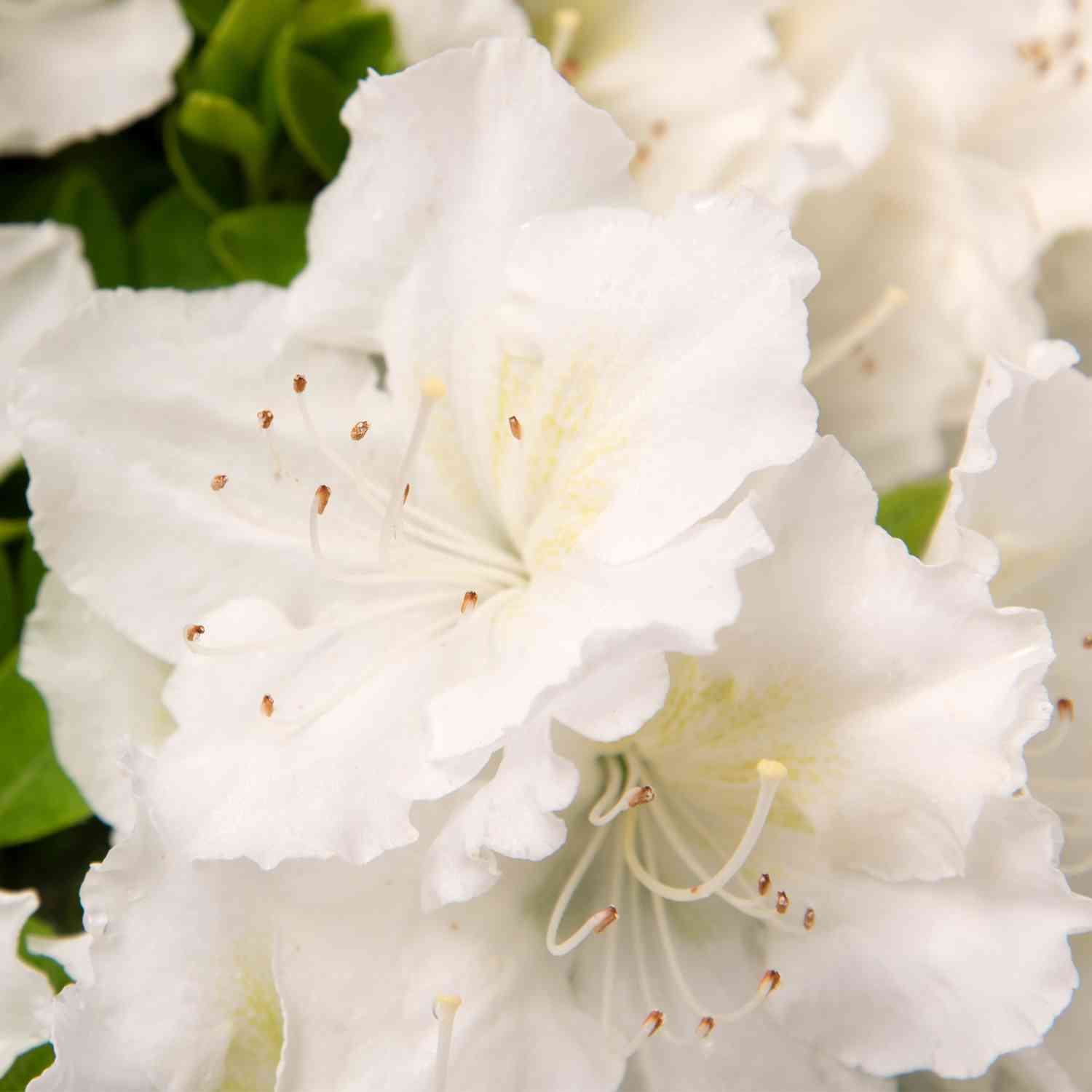 Japanische Azalee 'Schneeperle' Japanische Azalee 'Schneeperle'