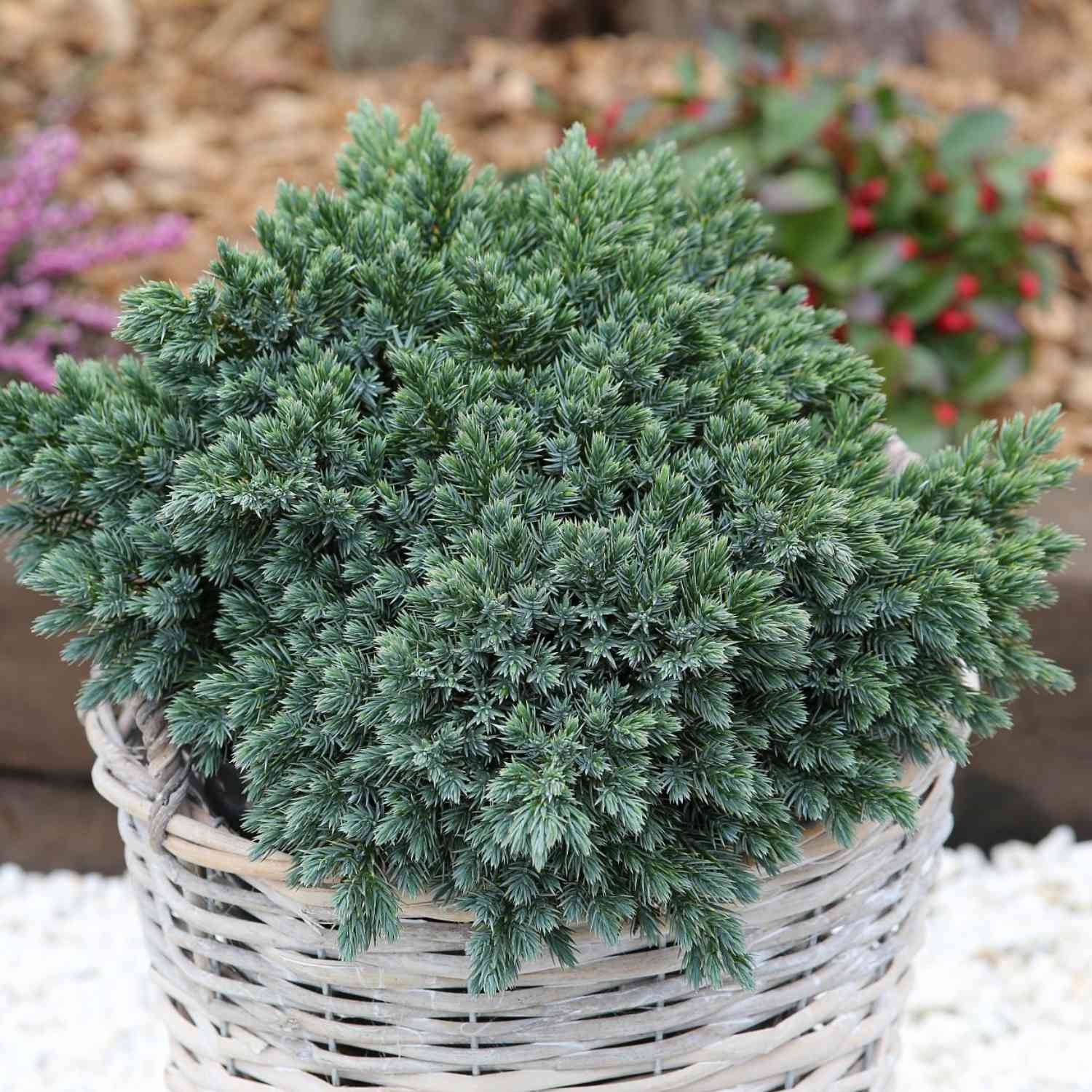 Blauer Zwerg-Wacholder 'Blue Star'