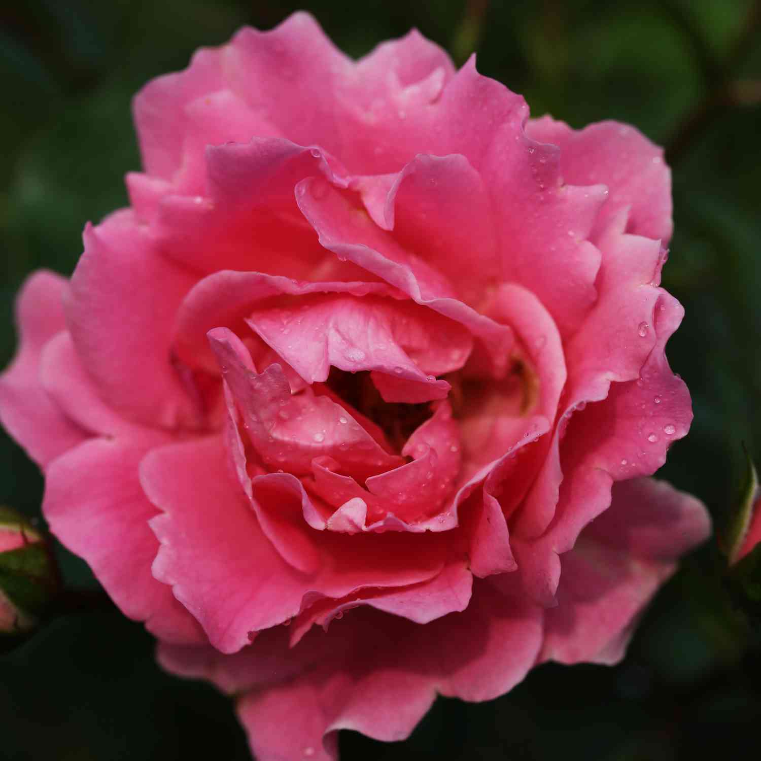 Bodendeckerrose 'Sommerwind®' Bodendeckerrose 'Sommerwind®'
