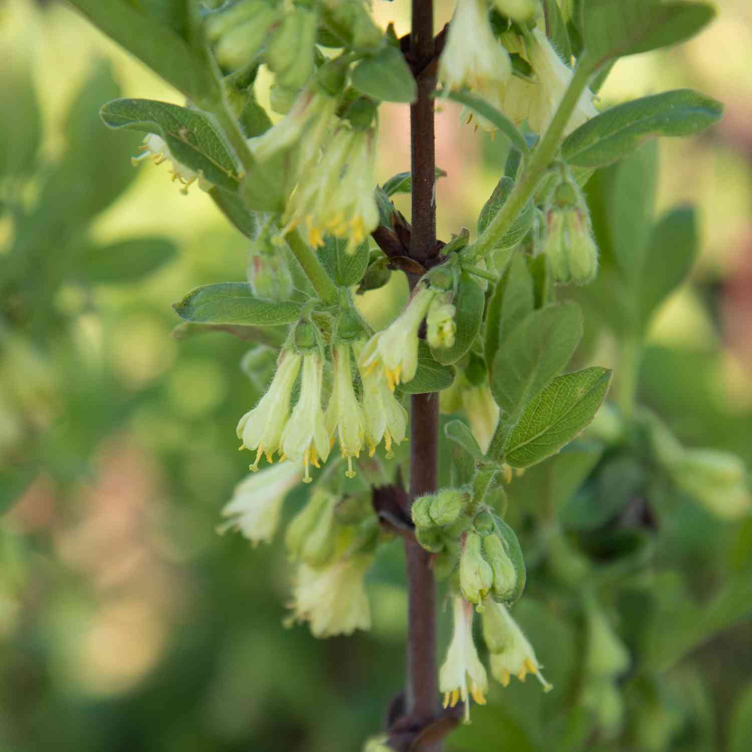 Sibirische Blaubeere 'Kalinka'® - Honigbeere