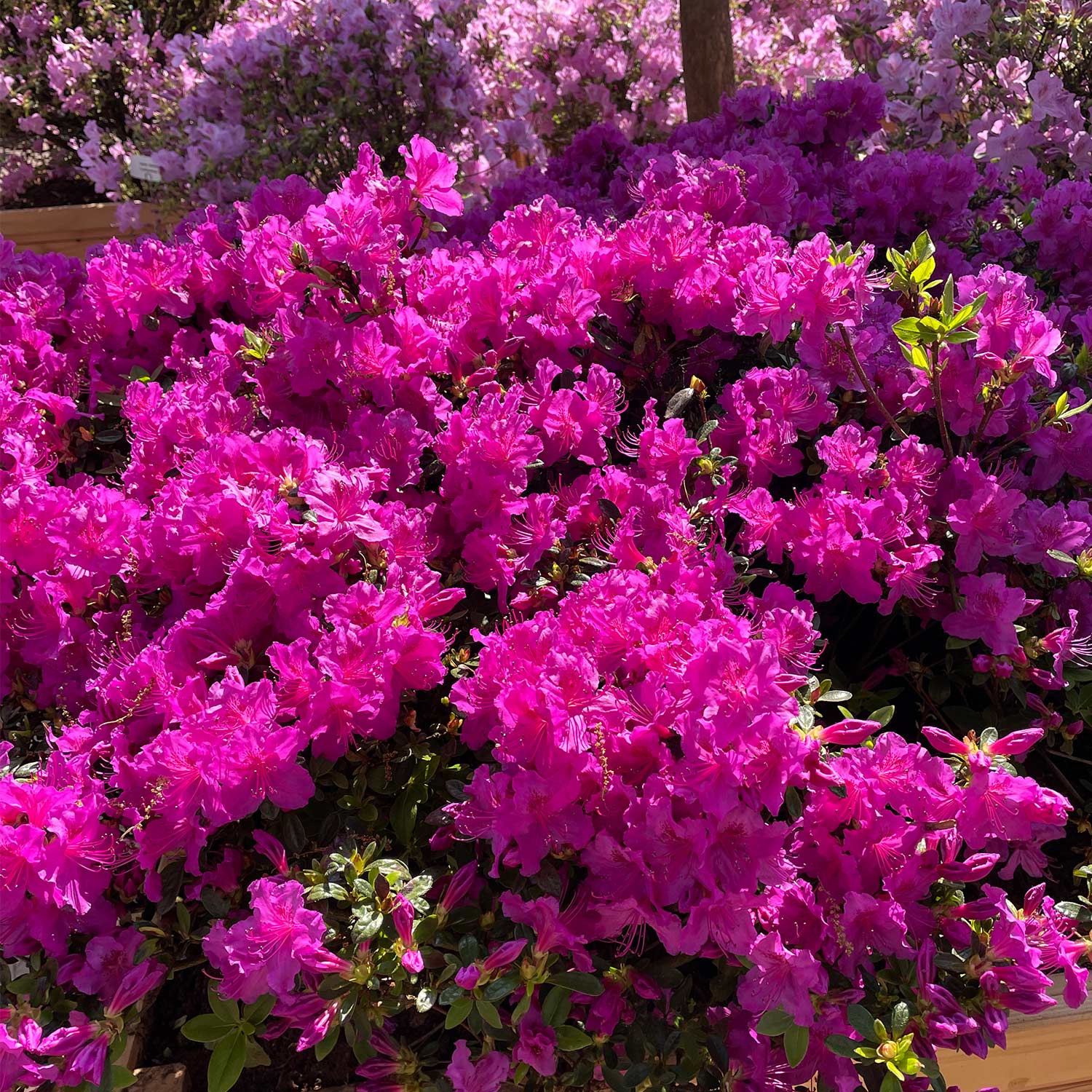 Japanische Azalee 'Königstein' Japanische Azalee 'Königstein'