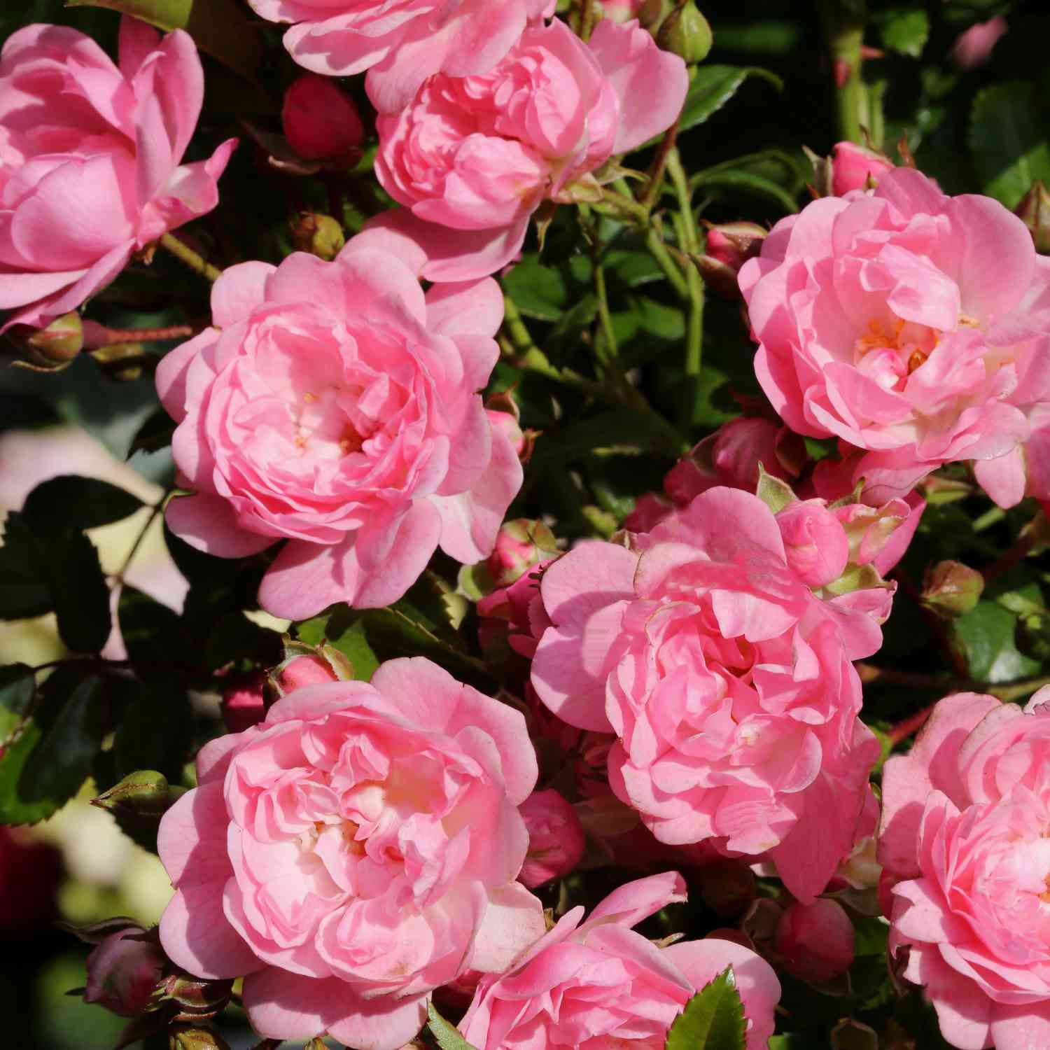 Bodendeckerrose 'The Fairy®'