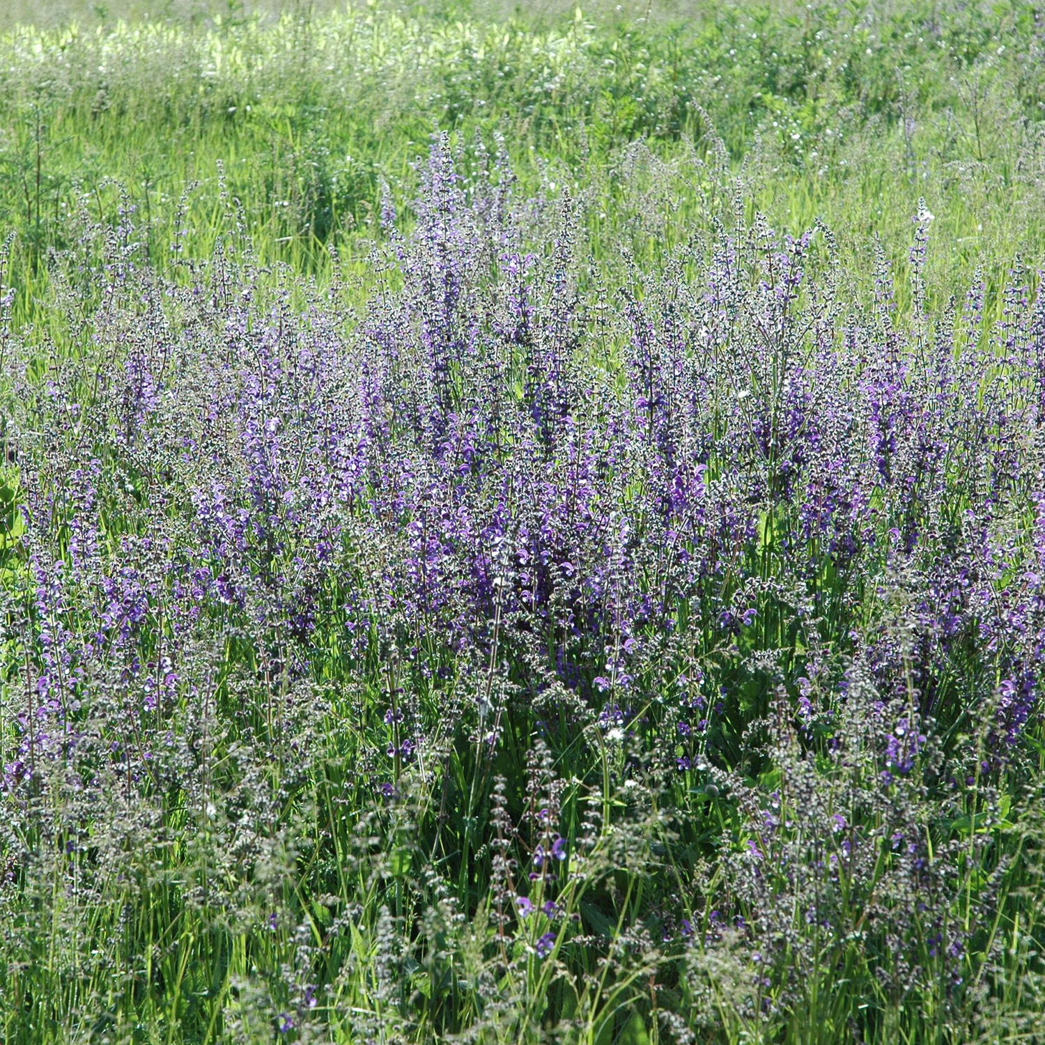 Stauden - Wiesen-Salbei Lieferform: Im 0,5 Liter Topf - Salvia pratensis