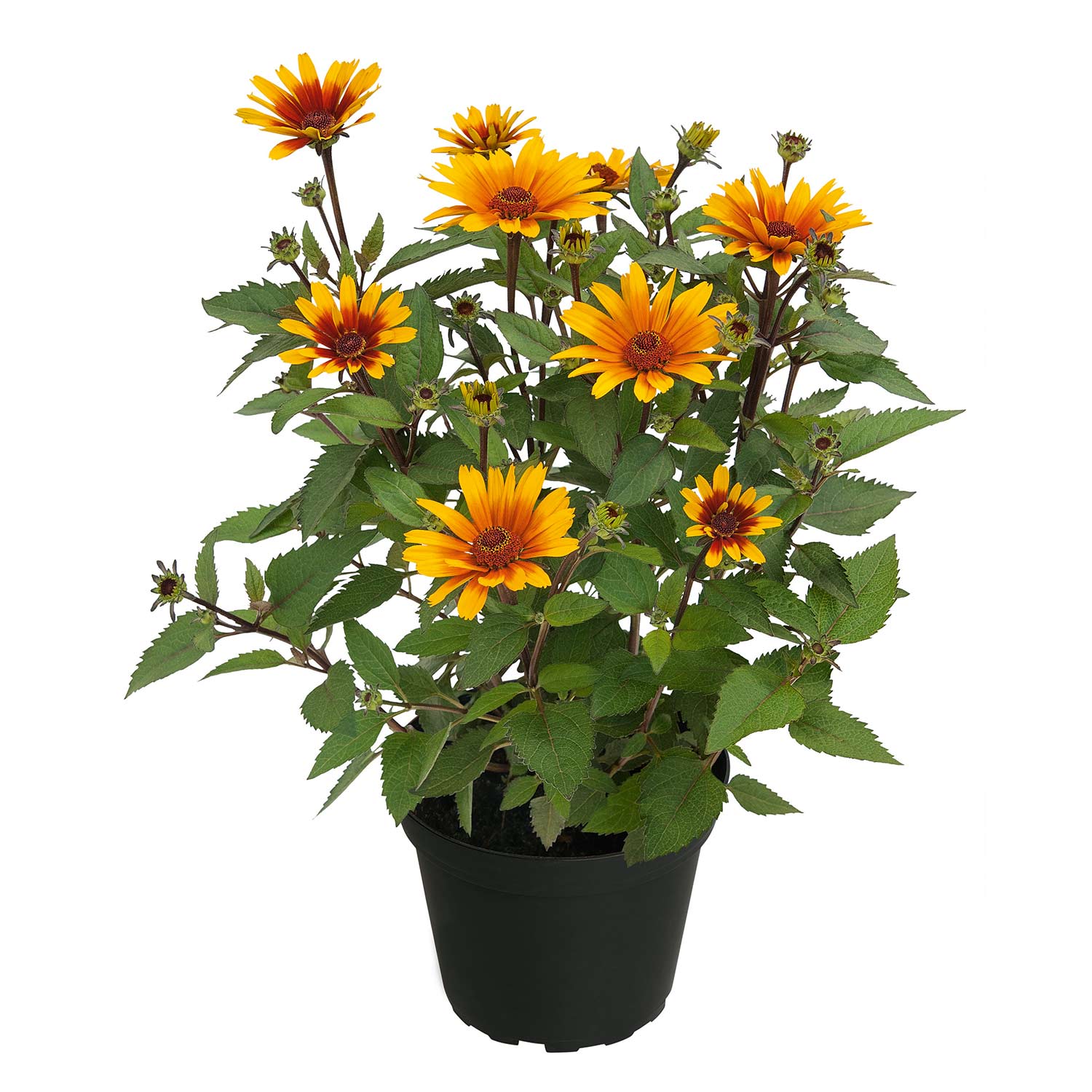 Kategorie <b>Produkt ohne Kategoriezuordnung </b> - Sonnenauge 'Sole Scuro' Lieferform: Im 3 Liter Topf - Heliopsis Sole Scuro