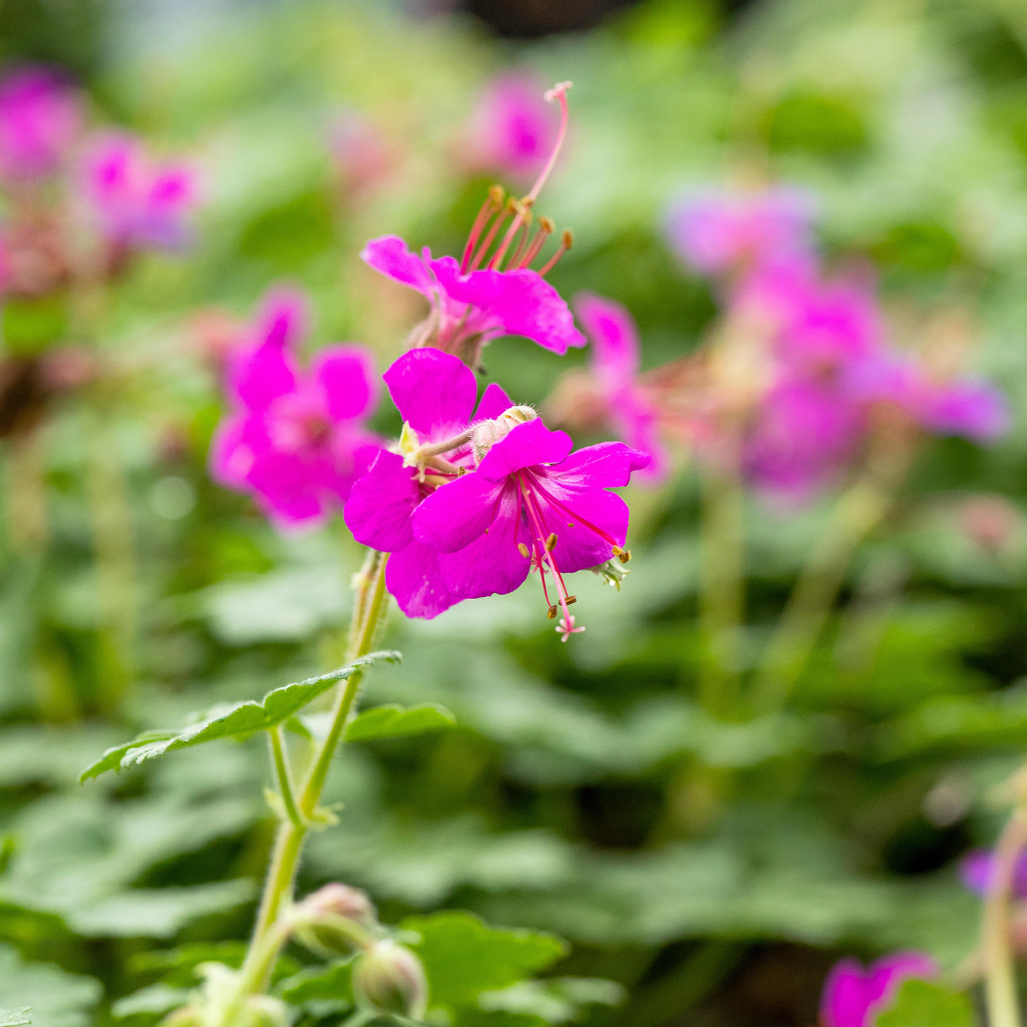 Balkan-Storchschnabel 'Ingwersen's Variety' Lieferform: Im 9 cm Topf