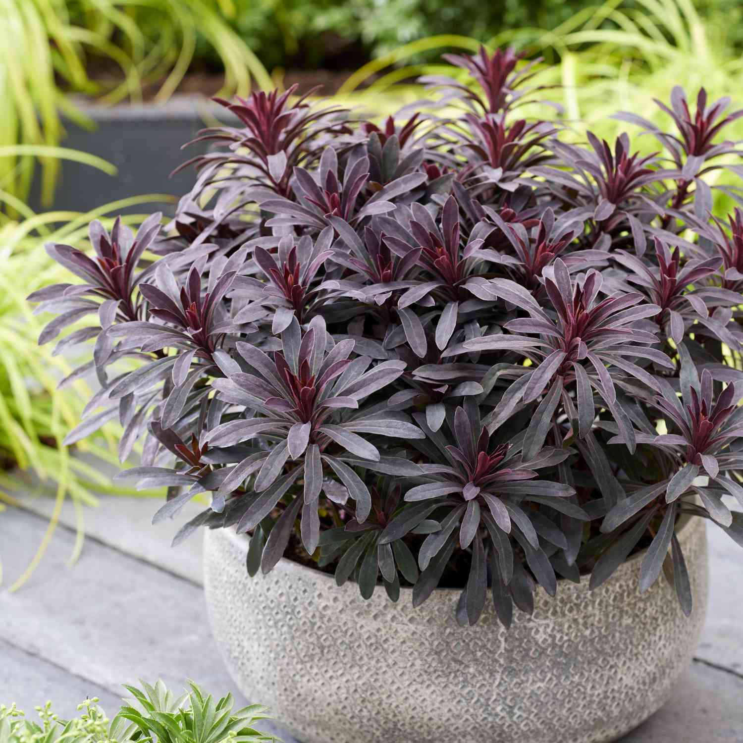 Wolfsmilch 'Miners Merlot' Wolfsmilch 'Miners Merlot'